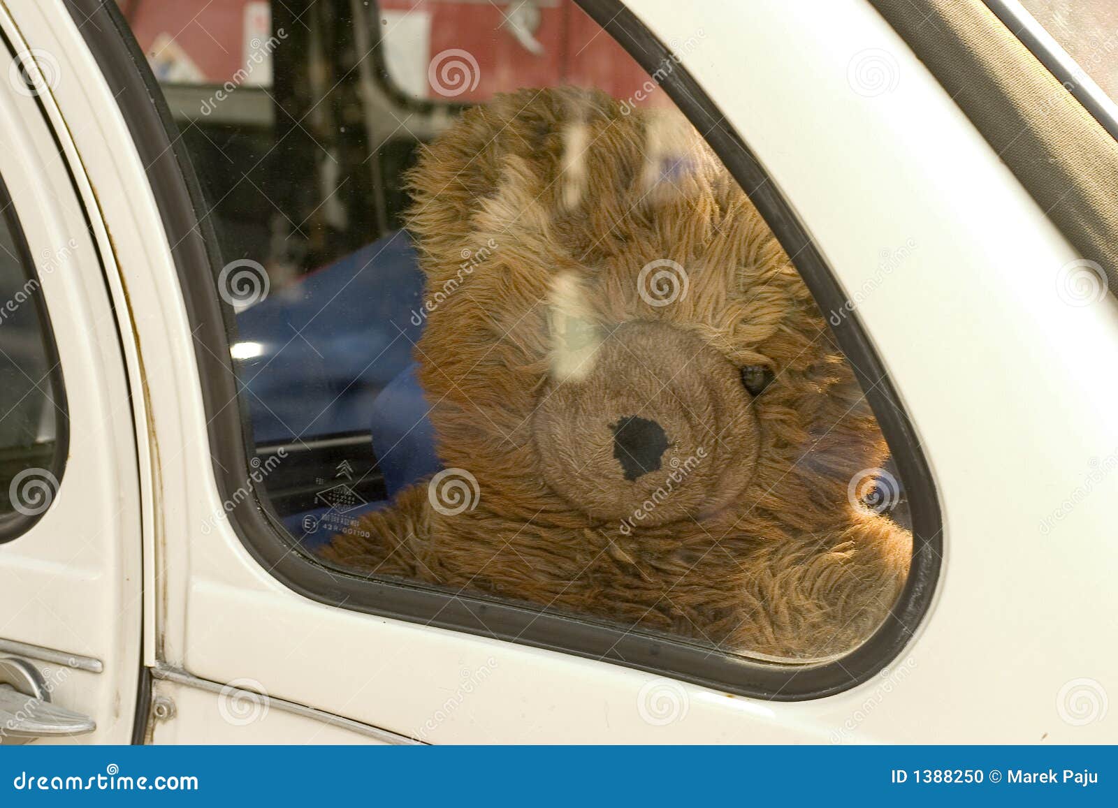игрушечный медведя унылый. белизна игрушечного медведя забытая автомобилем стеклянная смотря