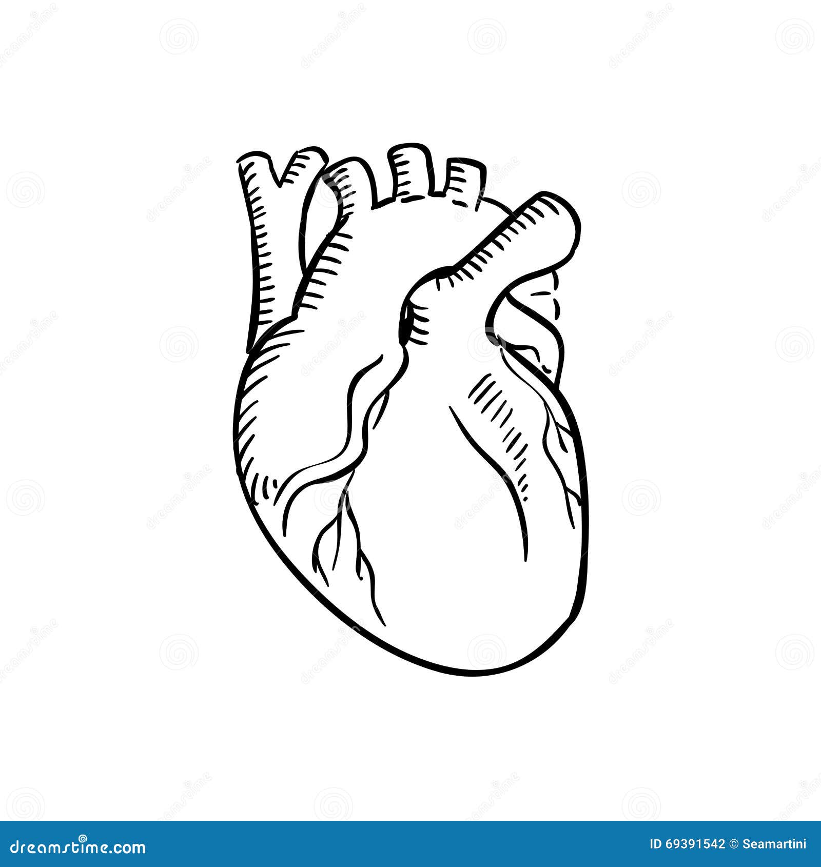 Контурный рисунок настоящего сердца