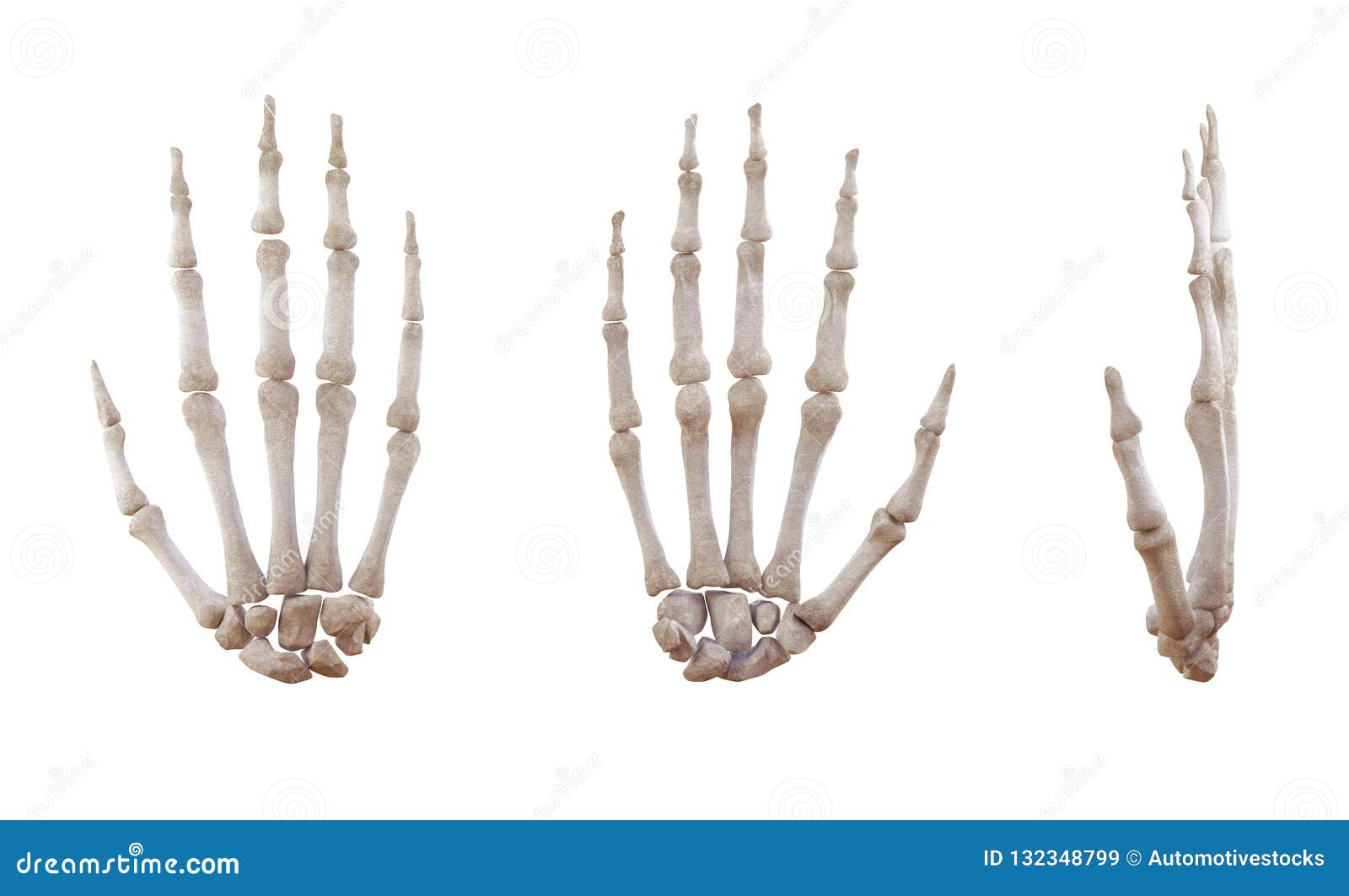 Изолированные косточки человеческой руки каркасные. Косточки человеческой руки каркасные изолированные на белой, боковой и anterior проекции Воспитательная медицинская иллюстрация иллюстрация 3d