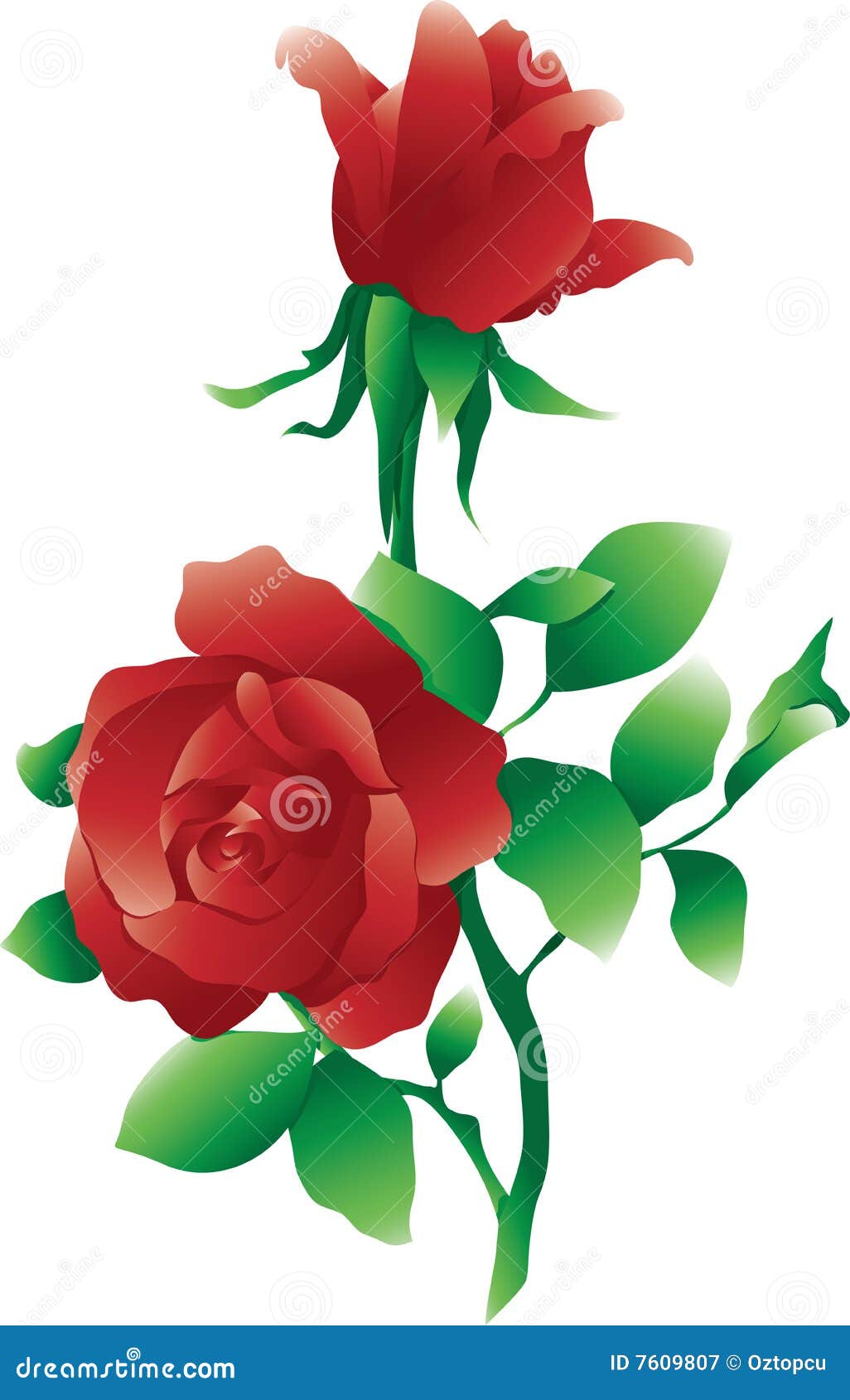 изолированные красные розы. изолированный иллюстрацией красный вектор роз