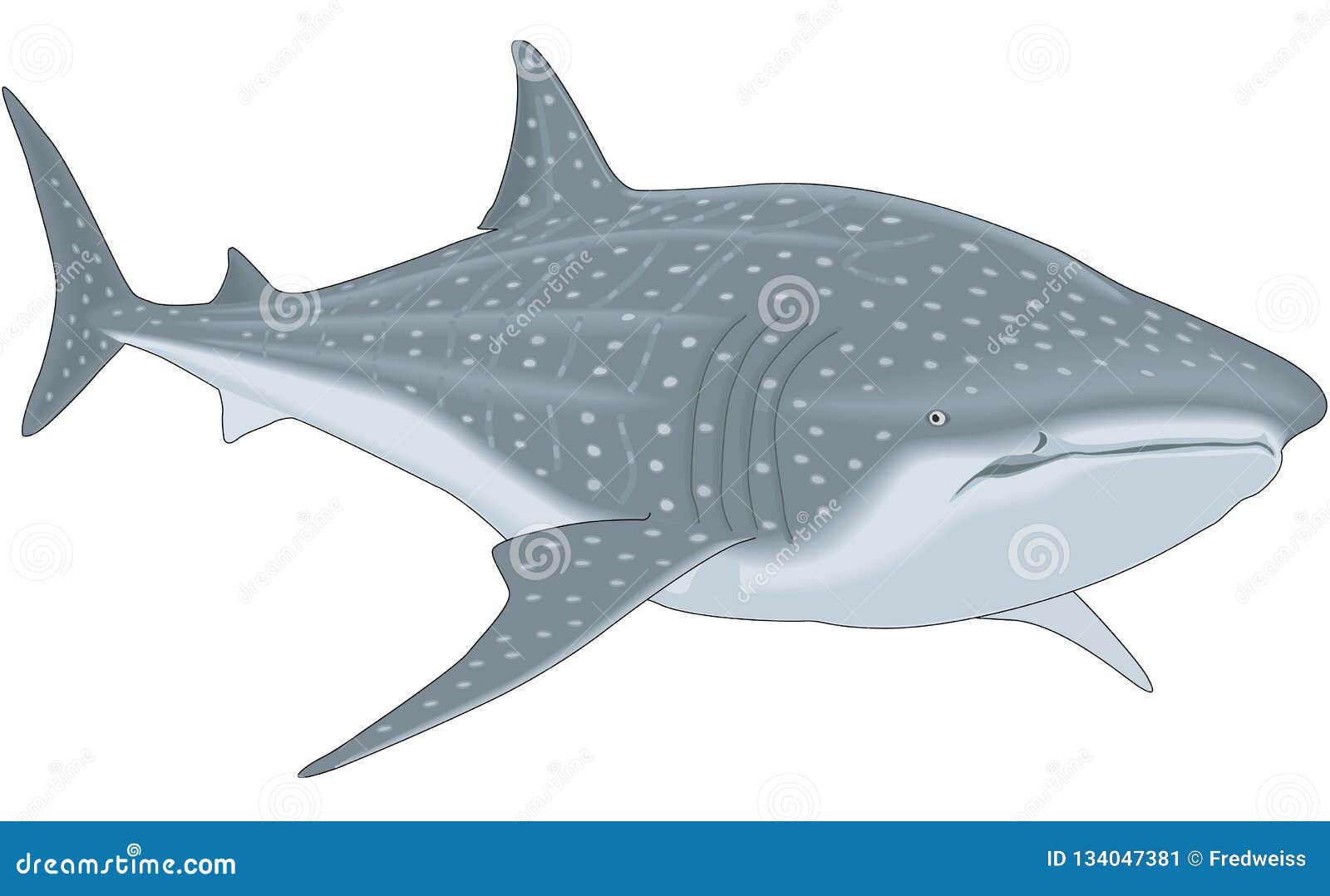 Китовая акула вектор