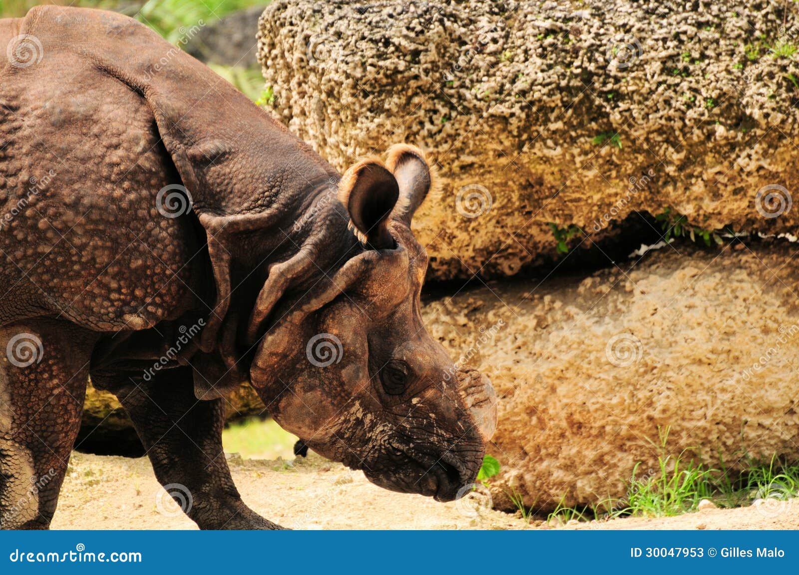 Гулять индийского носорога. Индийский носорог в зверинце Флориды юга. Индийские rhinos одно из самых больших живущих млекопитающих земли в мире.
