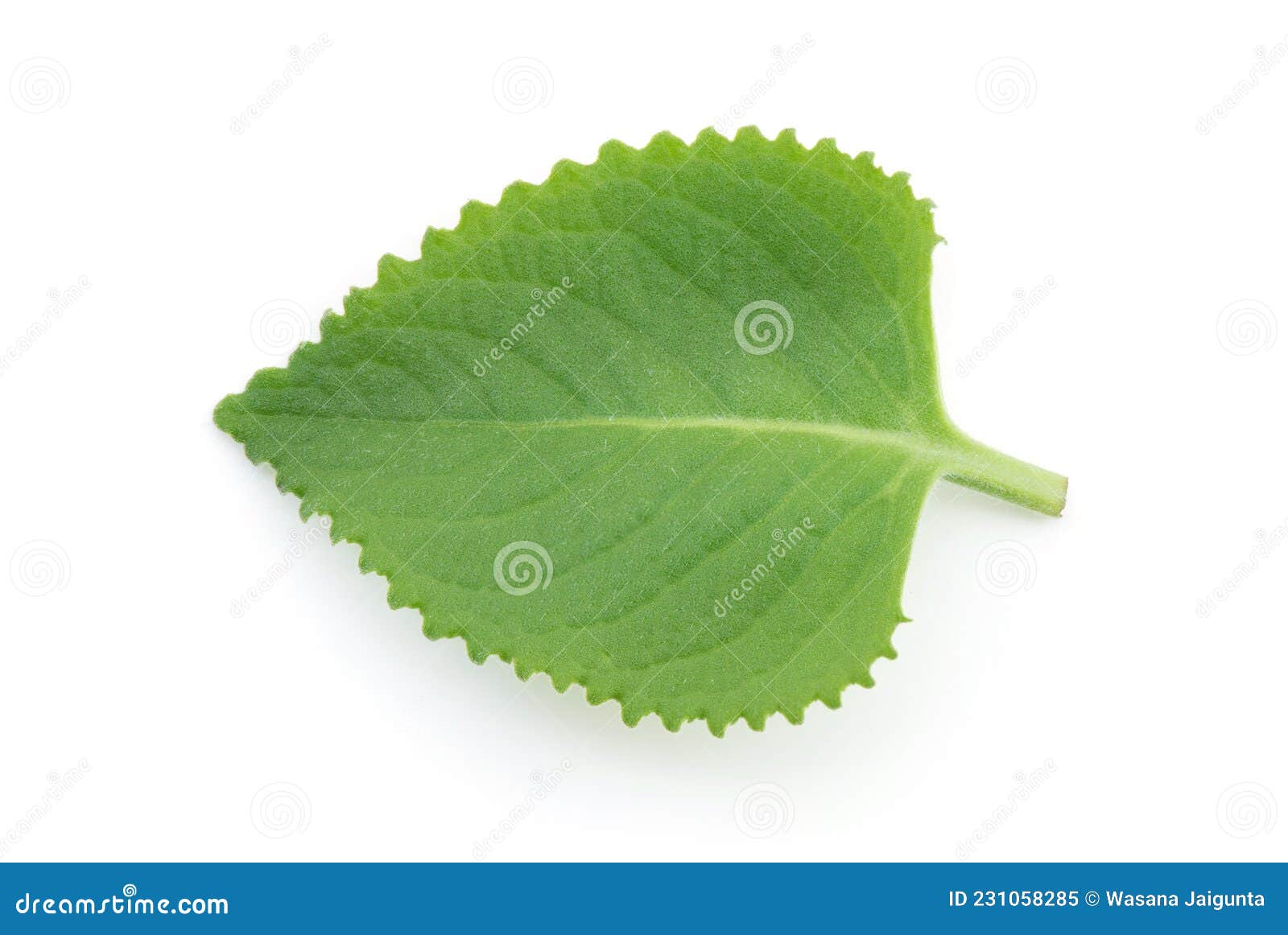 индийский борец орегано или плектранс амбоинный зелёный лист ...