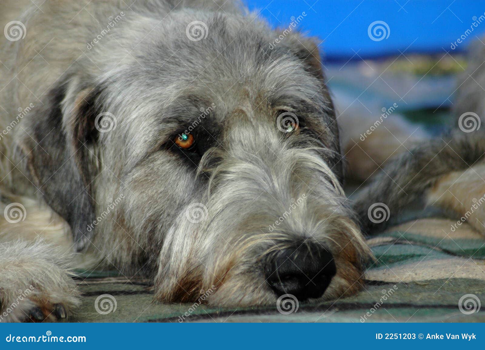 ирландский wolfhound. собака красивейшего одеяла милая выслеживает irish головки стороны выражения лежа другой wolfhound портрета наблюдая