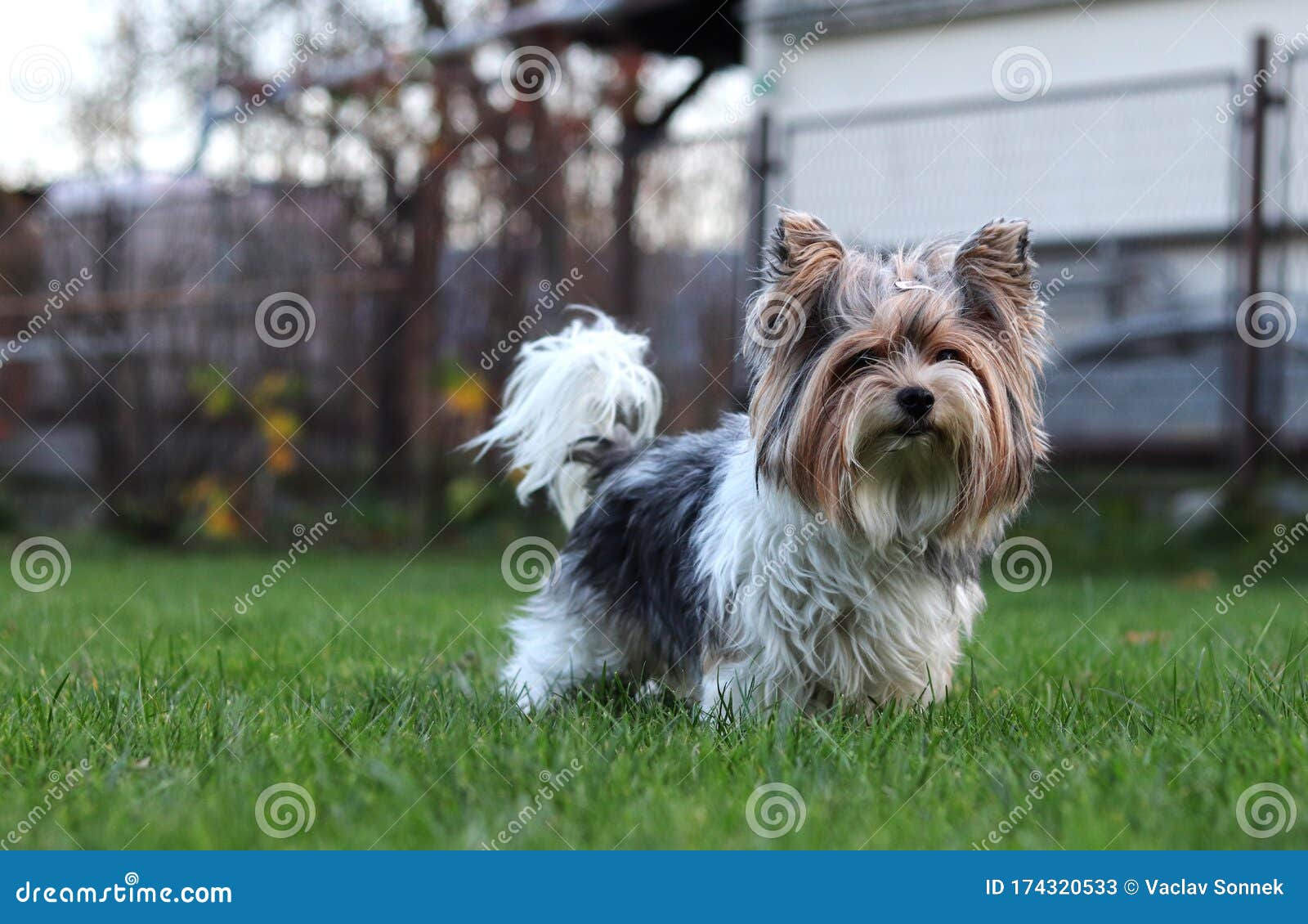 Biewer terrier adult discount