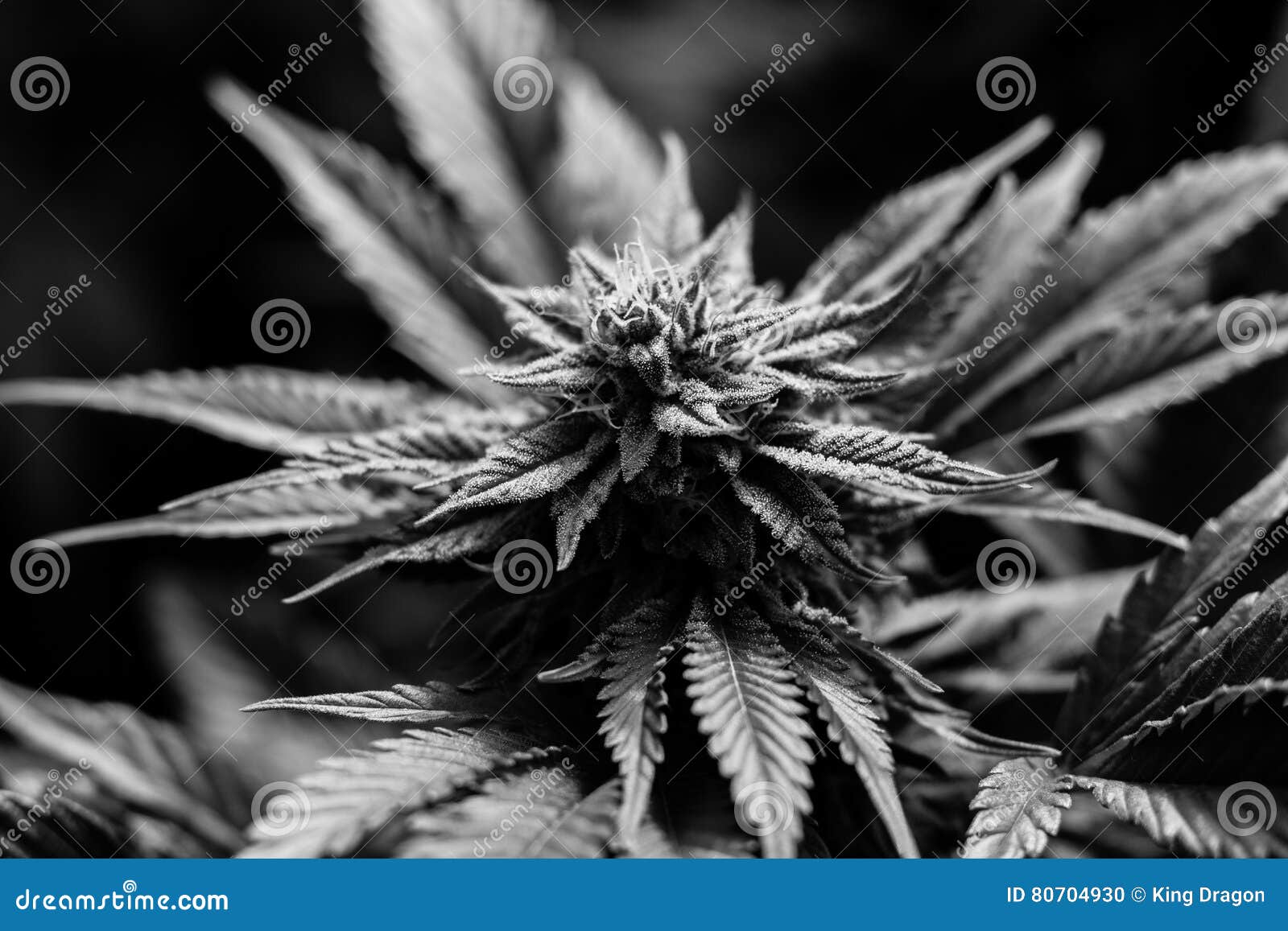 Медицинская марихуана калифорния семена конопли в украине