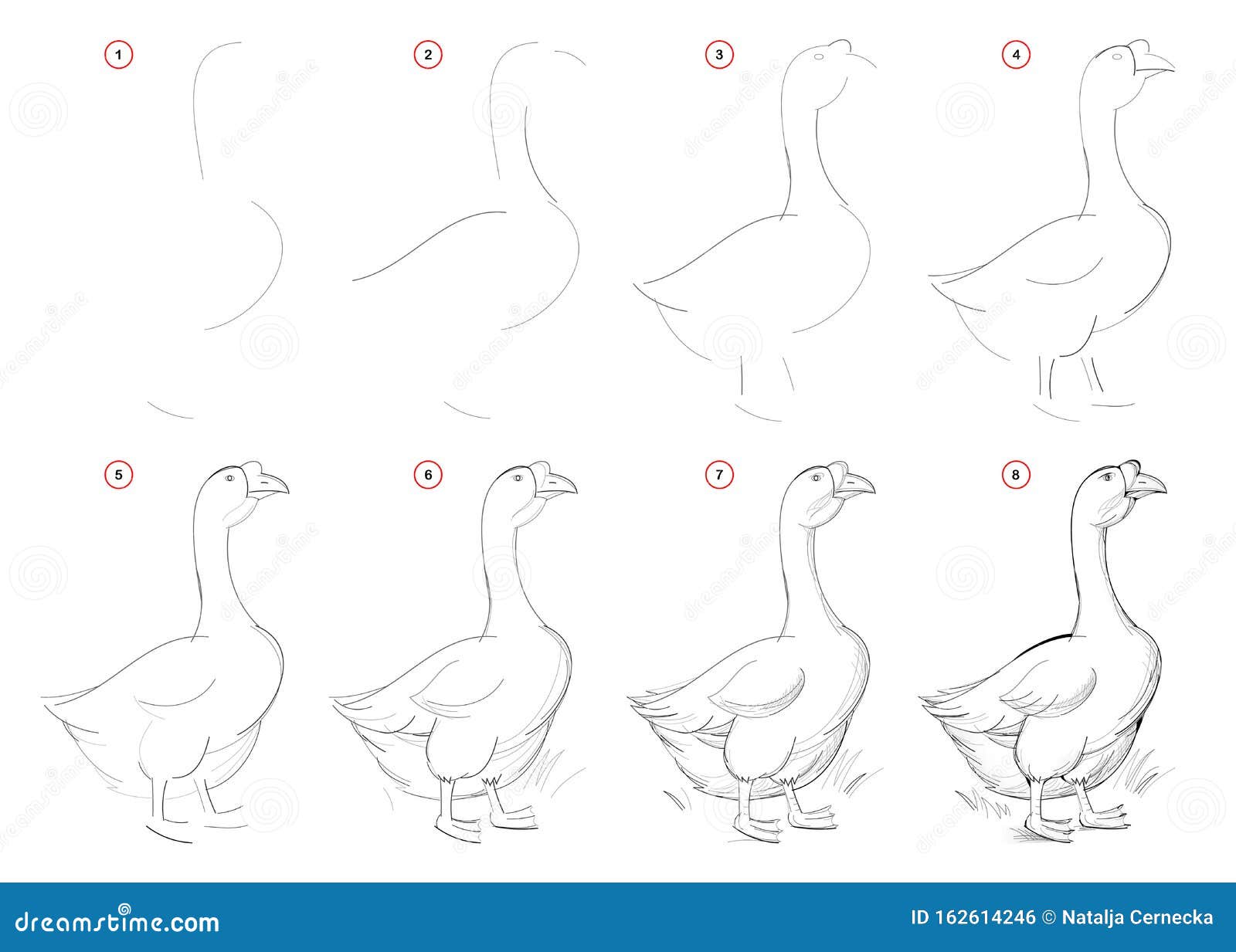 Гусь поэтапное рисование для детей