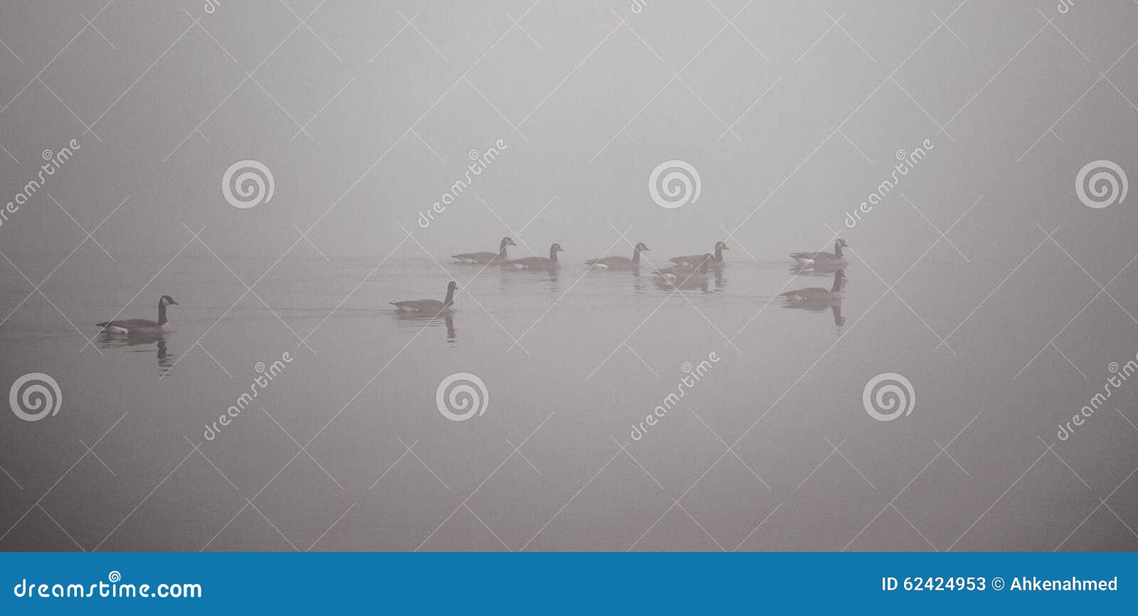 Канадские гусыни плавая в густом тумане. Гоготанье канадских гусынь проводит в и через тяжелый туман и воды в ноябре на их пути на юг