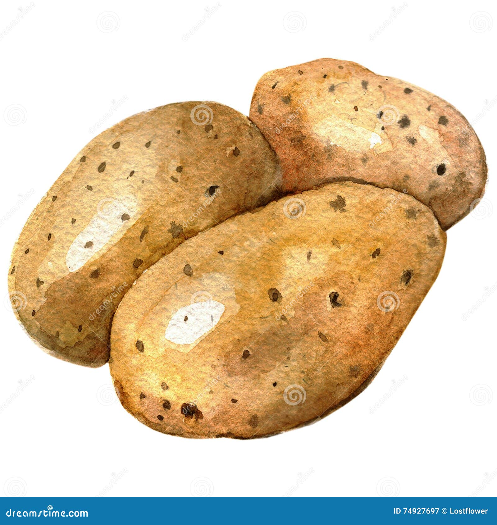 Картофель акварель