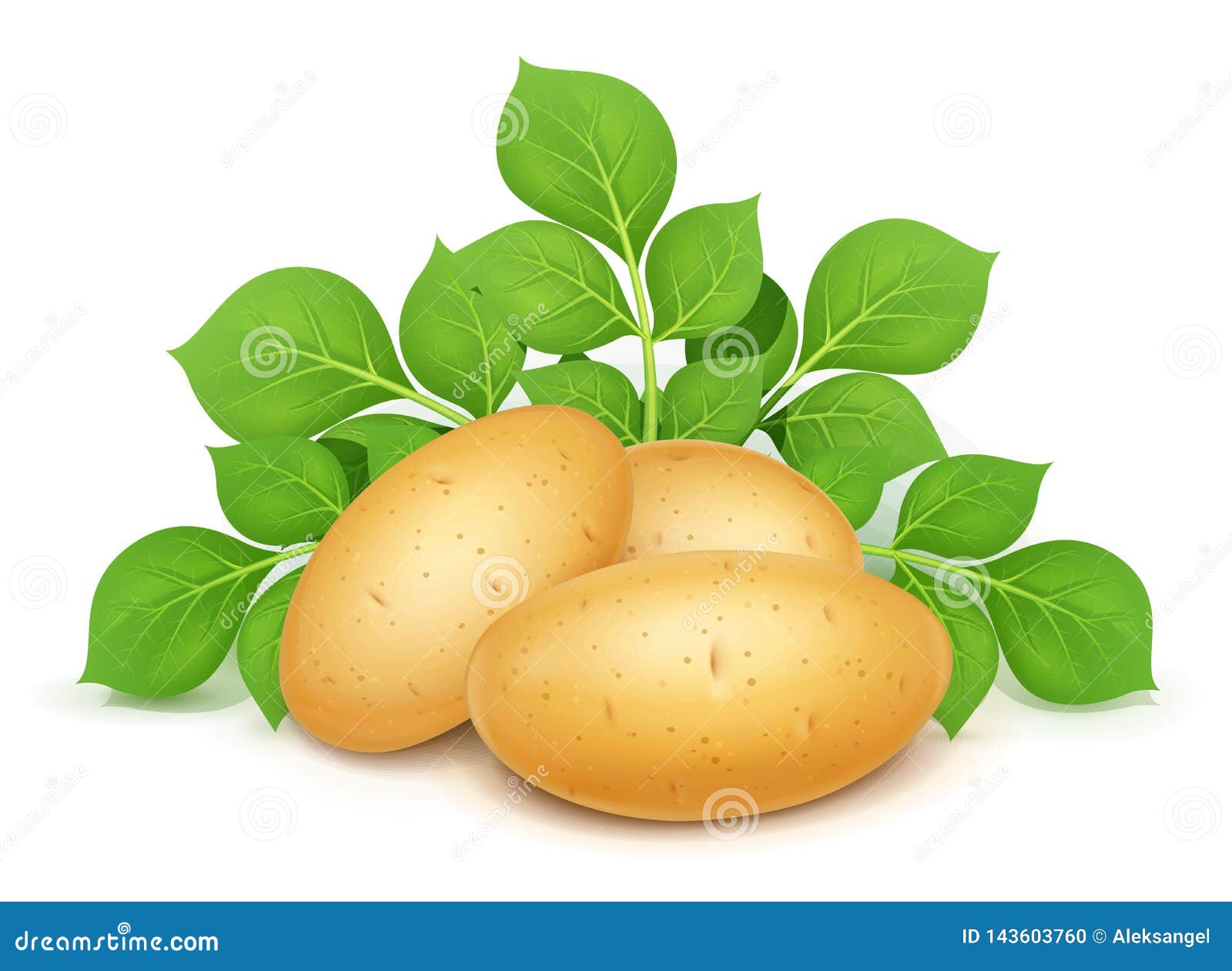 Ботва картофеля