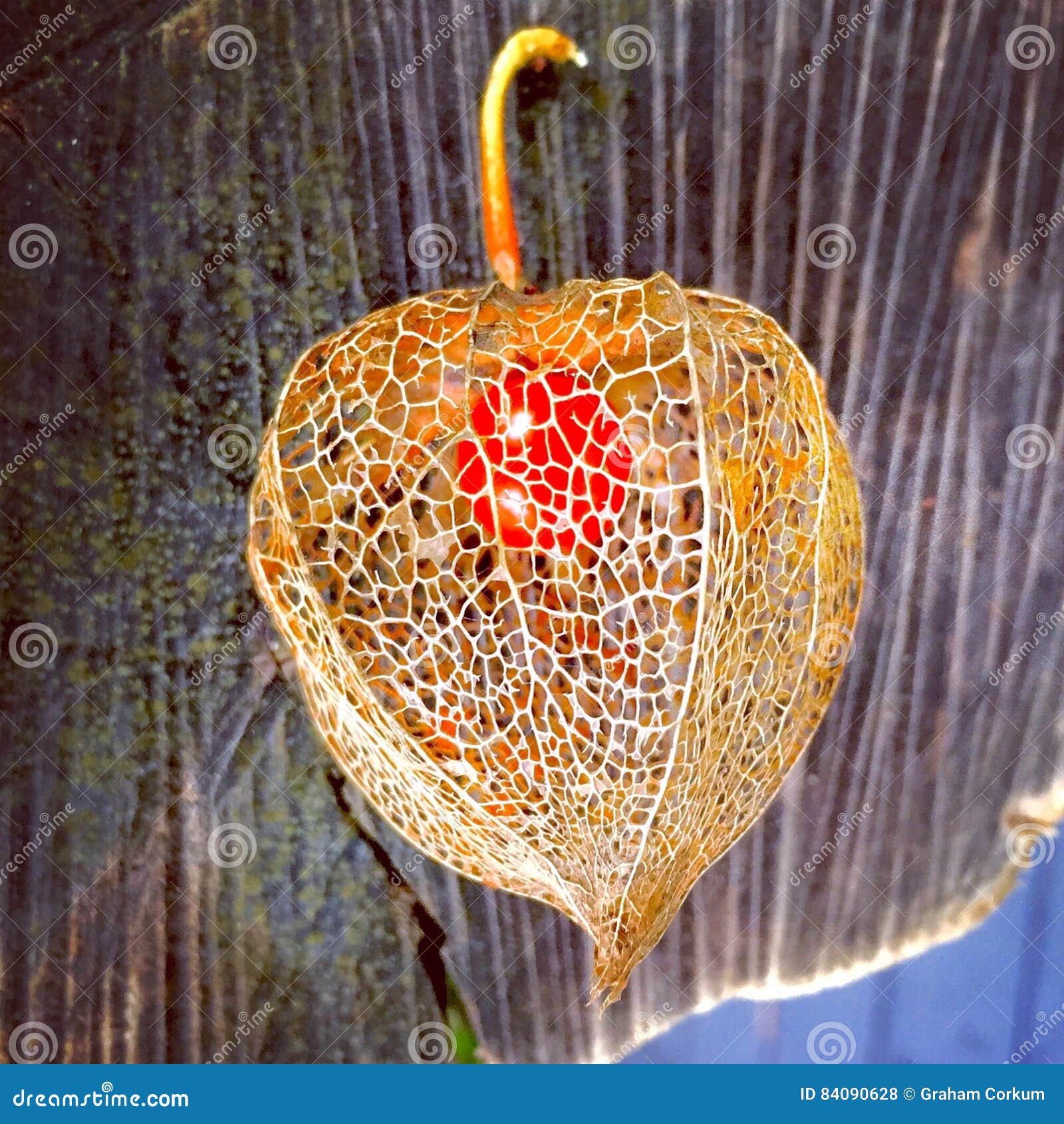 китайский фонарик. Китайский фонарик с внутренностью плодоовощ разлагая раковина