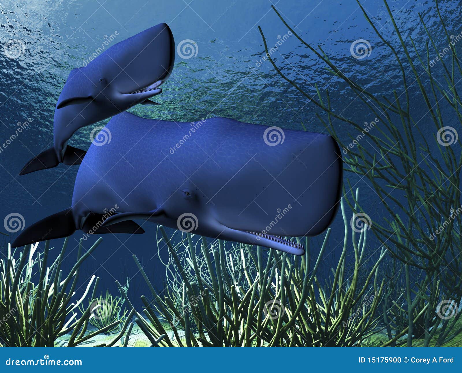 киты спермы. вдоль икры сопровождает ее кита спермы рифа океана мати