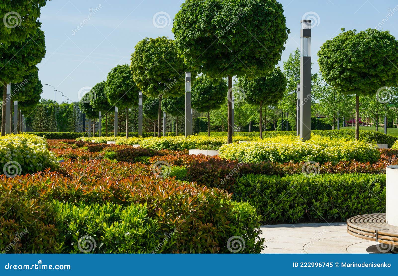 Photinia globosum