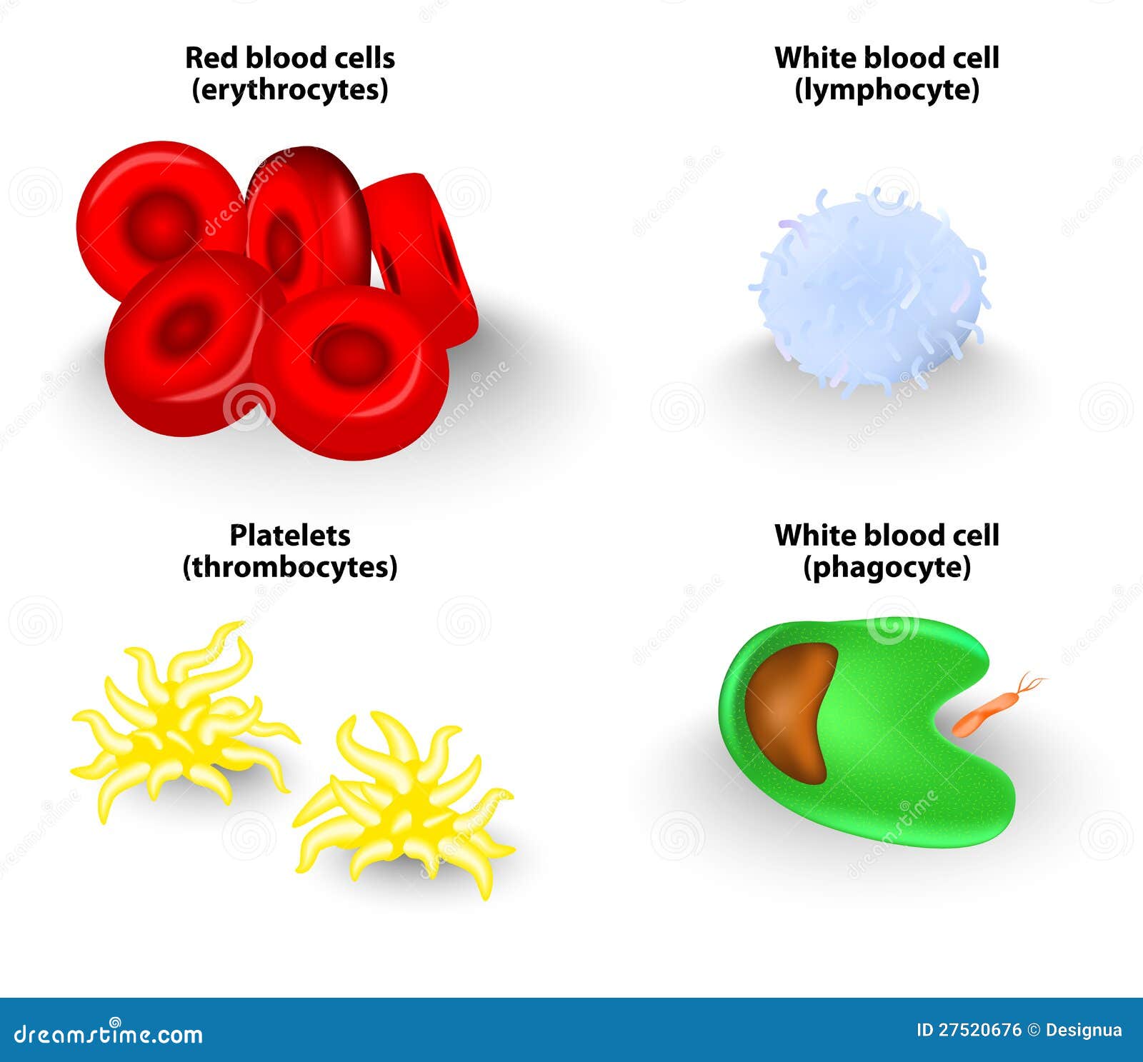 Как образуются и работают клетки крови