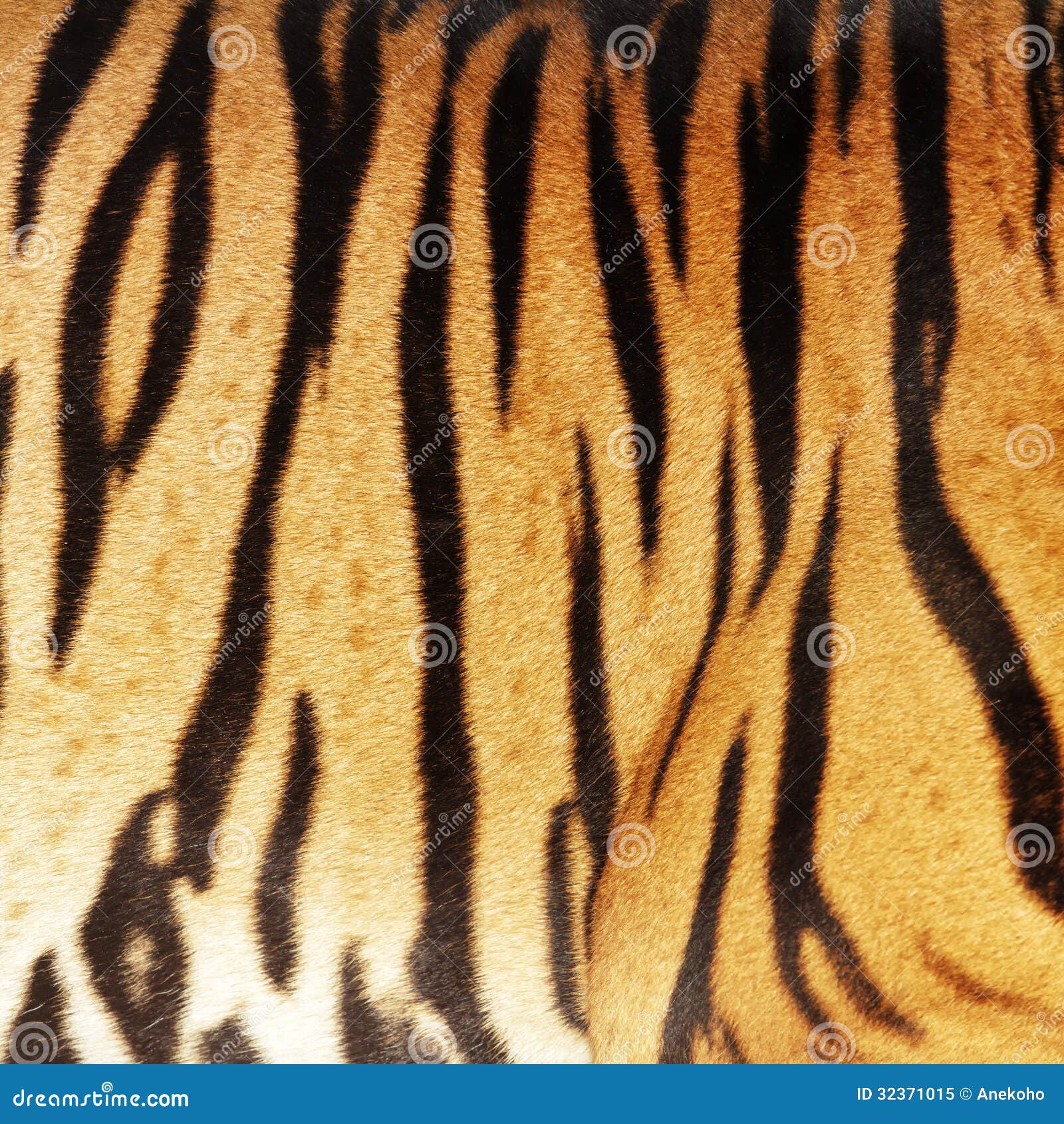 Обложка для паспорта матовая кожа Морда тигра