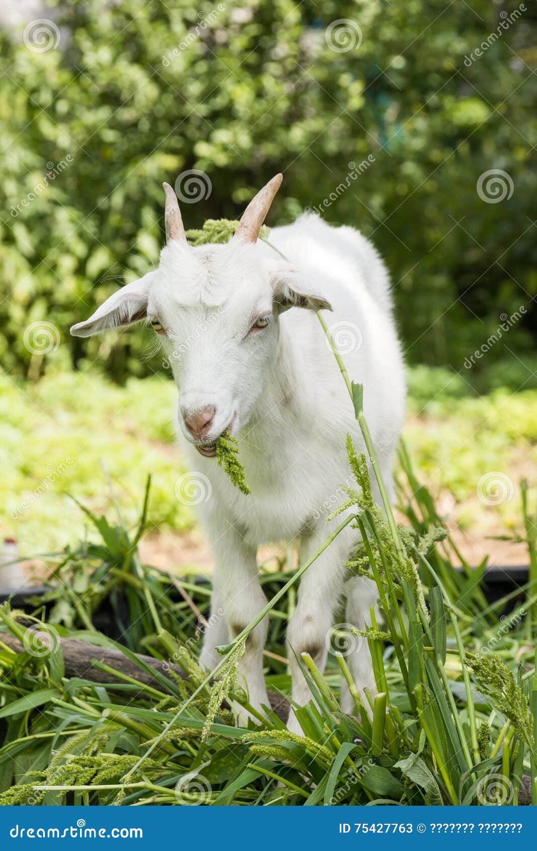Коза сидя на траве стоковое изображение. изображение насчитывающей поле ...