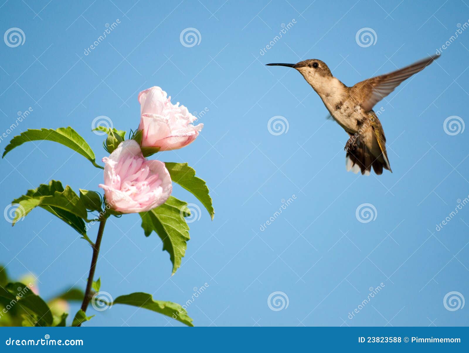 колебаясь рубин hummingbird throated. свет hummingbird красивейшего близкого женского цветка althea колебаясь - розовое рубиновое throated к