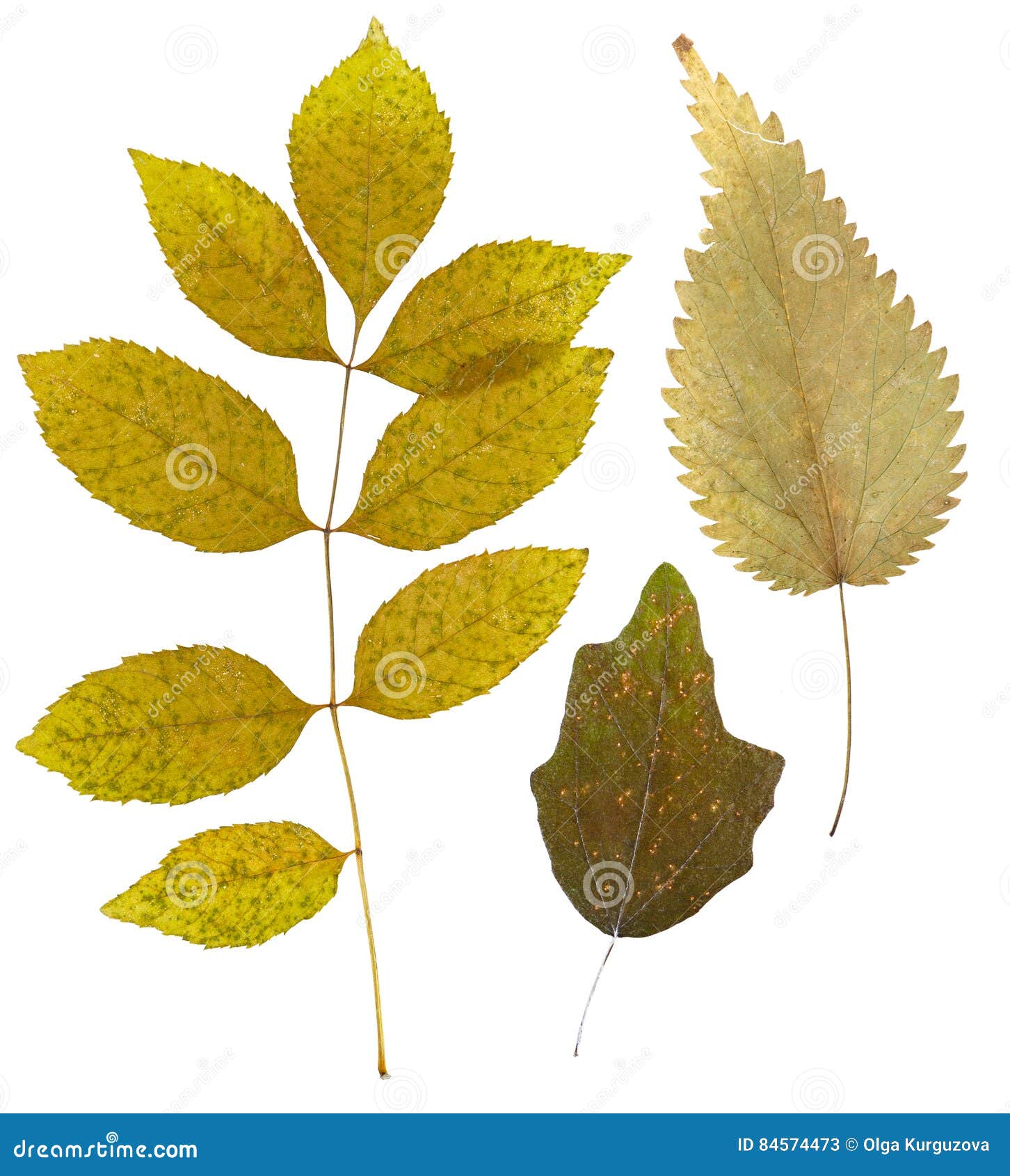 Сухие листья гербарий