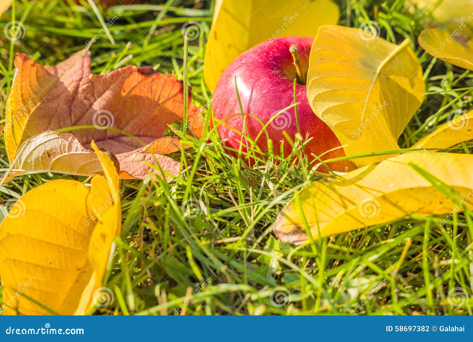 Конец-вверх Яблока среди желтого цвета выходит в траву Стоковое Фото ...