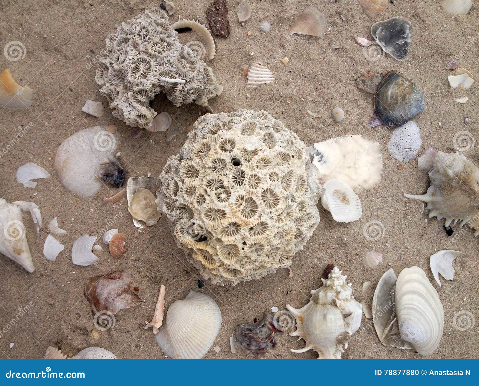 Коралл и раковина, сторона моря Стоковое Фото - изображение ...