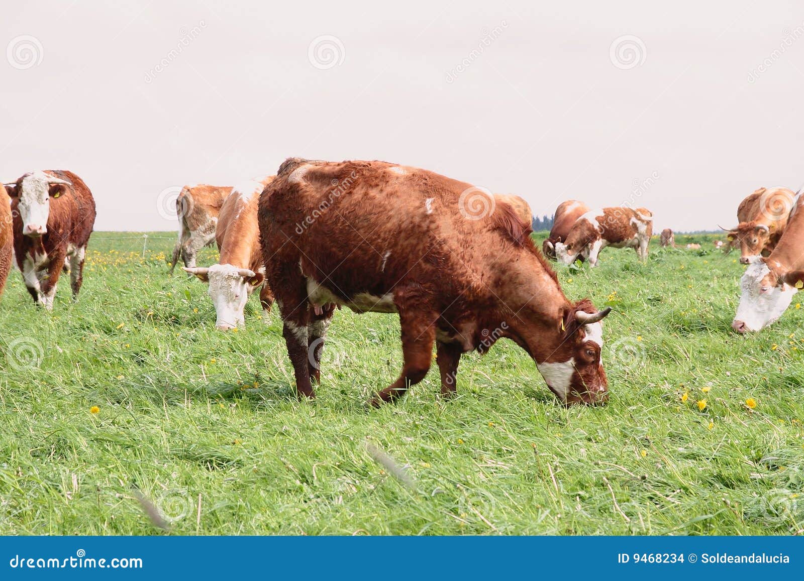 коровы. Cows немецкий напольный фотоснимок