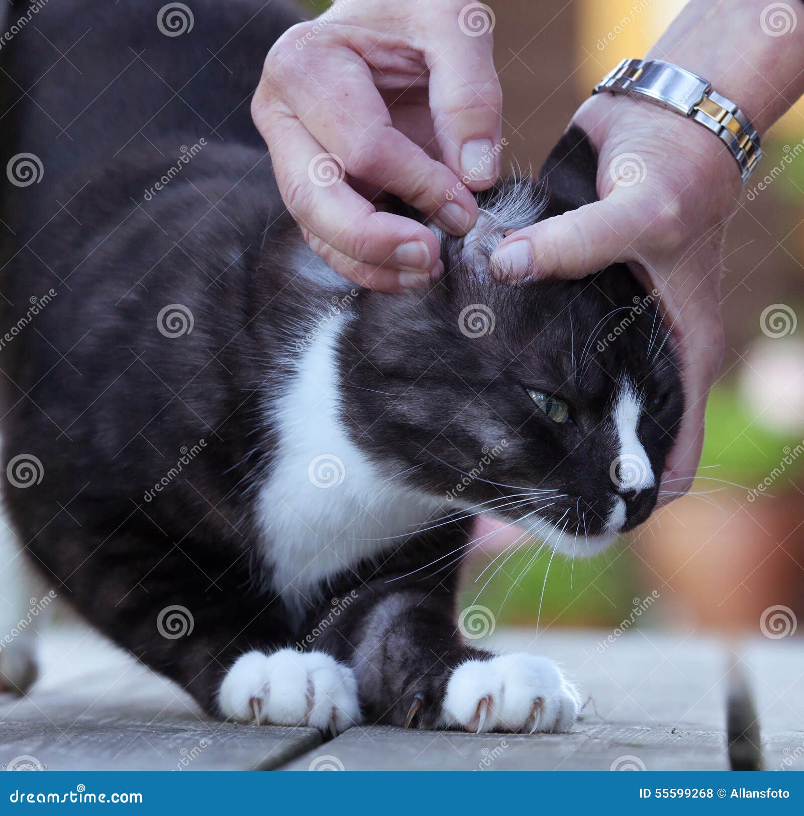 клещи у кошек фото