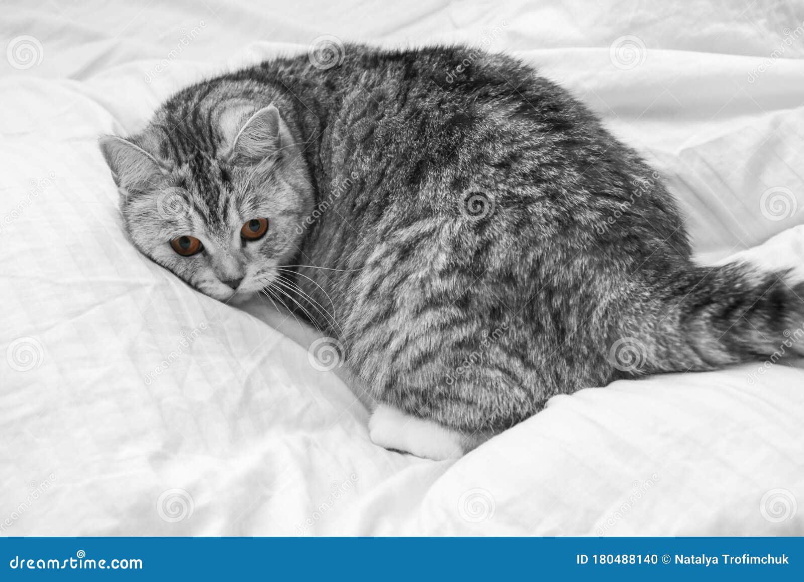 Шоттиш кот