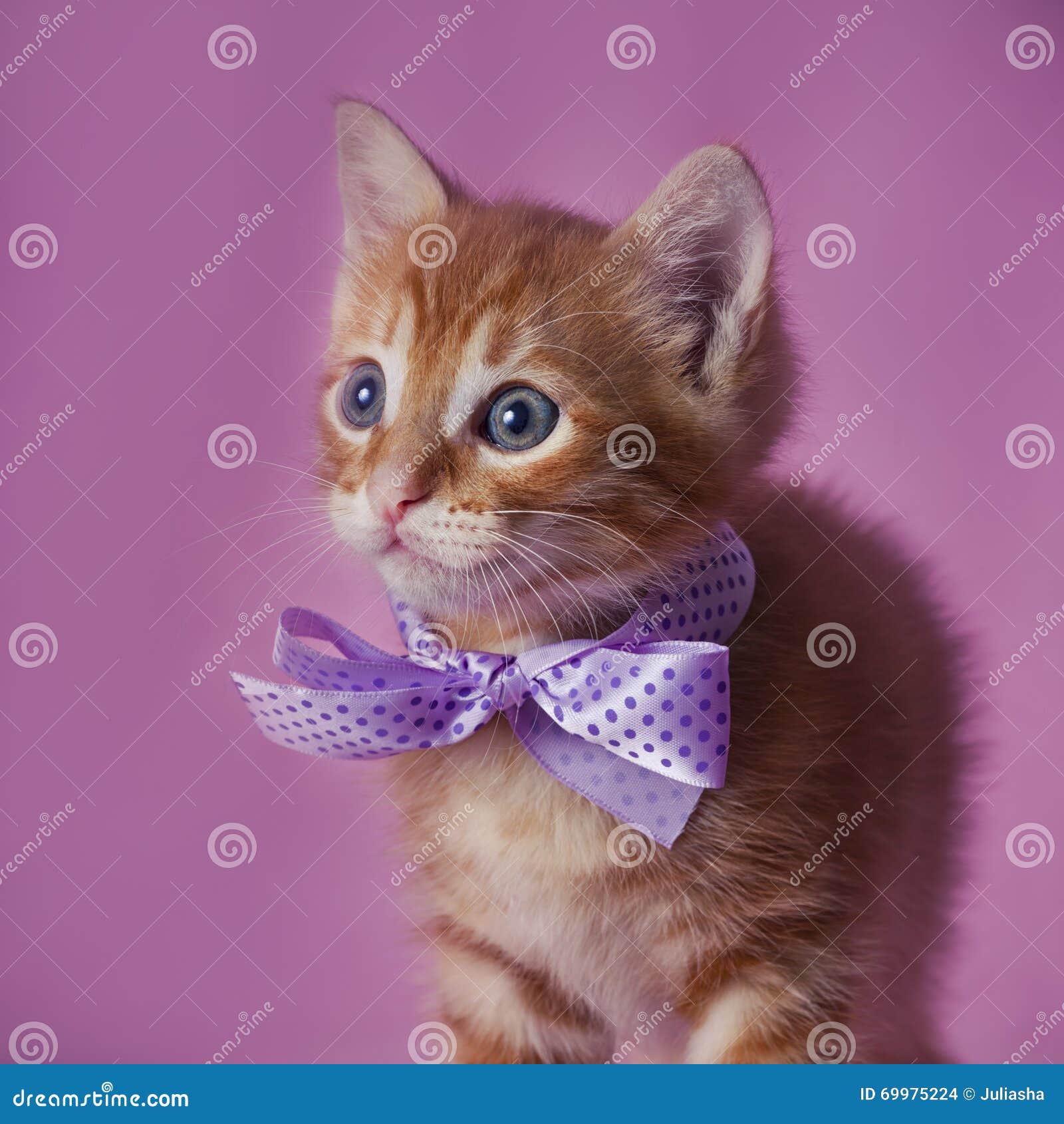 Котенок с бантиком