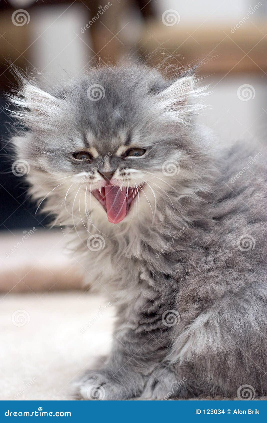 Взъерошенные коты