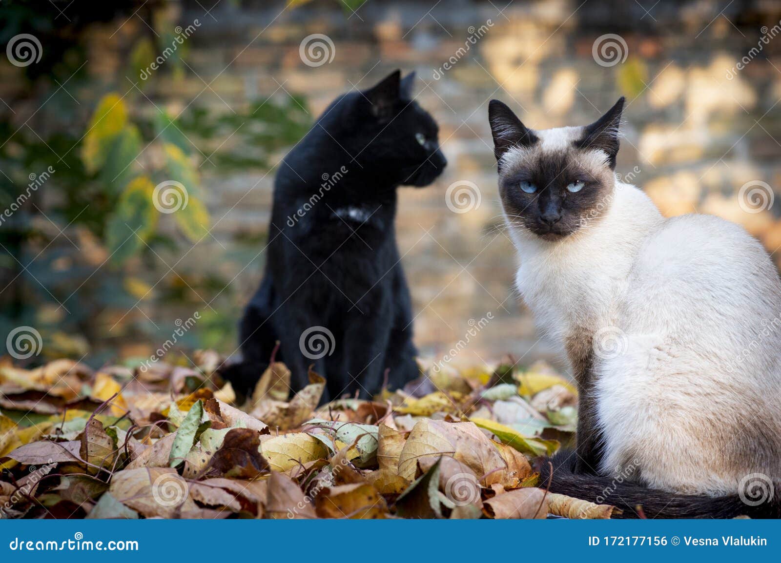 сиамская кошка черная фото