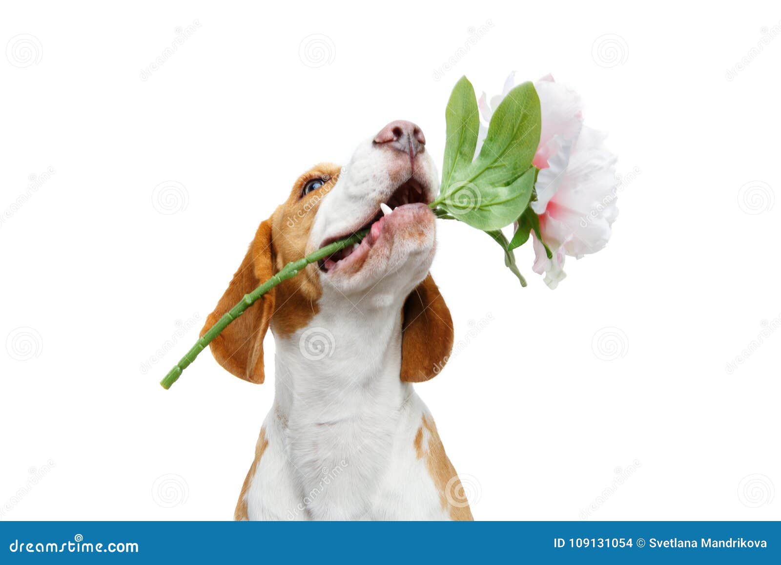 Красивая собака бигля с цветком Стоковое Фото - изображение ...