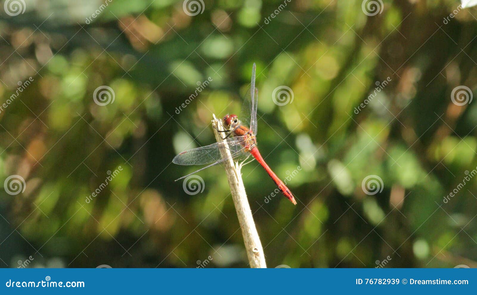 Красивейший dragonfly. Макрос природы лета леса меньший dragonfly smallworld фото жизни красивый