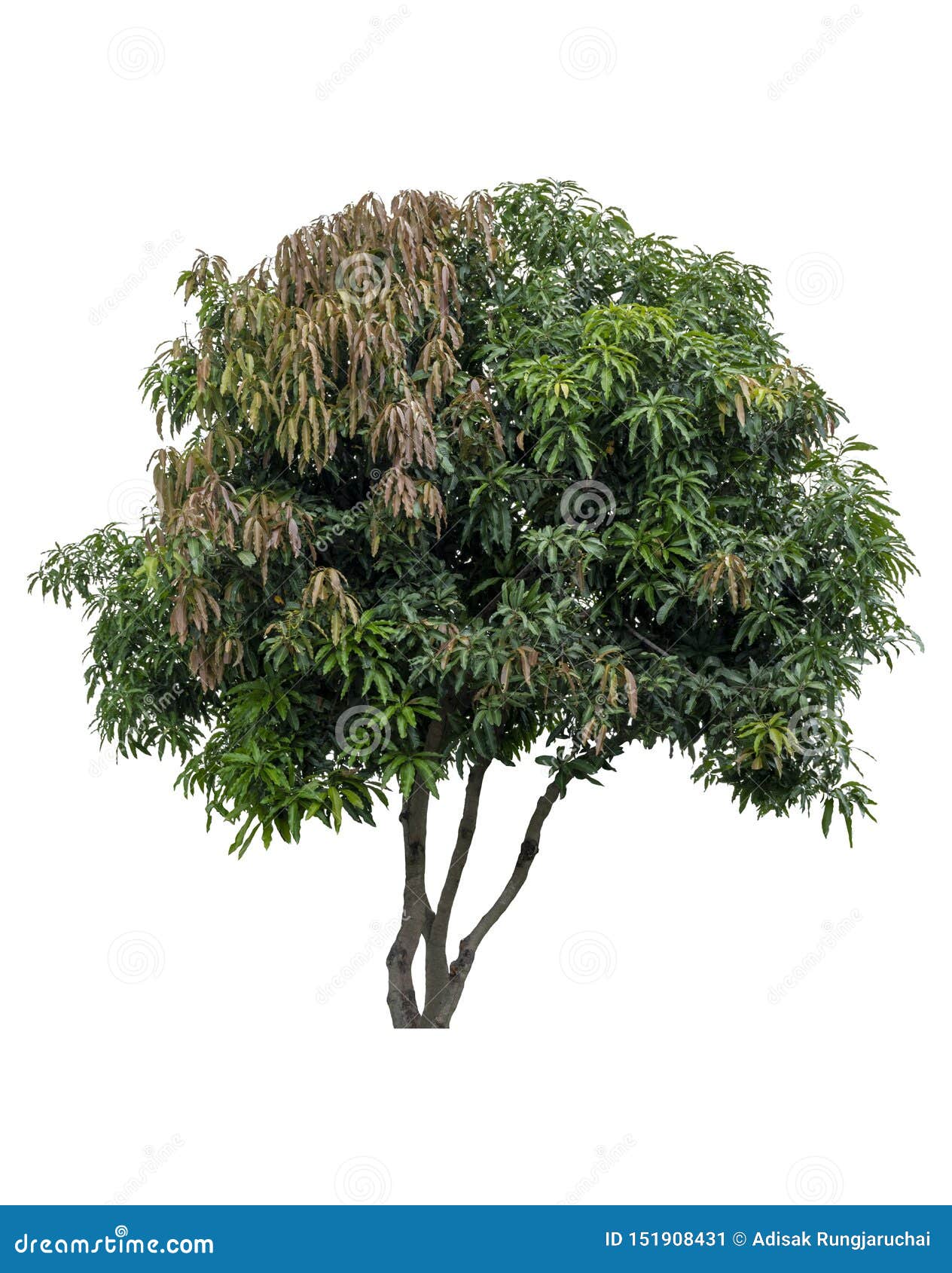 Красивое свежее зеленое лиственное дерево изолированное на чистой белой ...