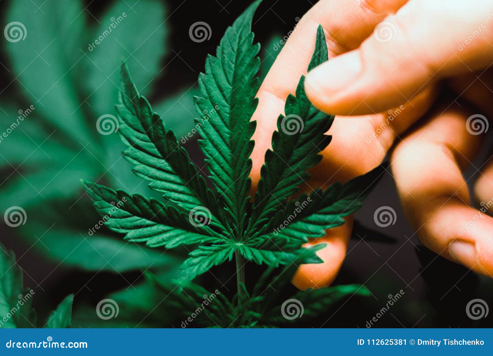 Красивые фотографии марихуаны статусы про коноплю