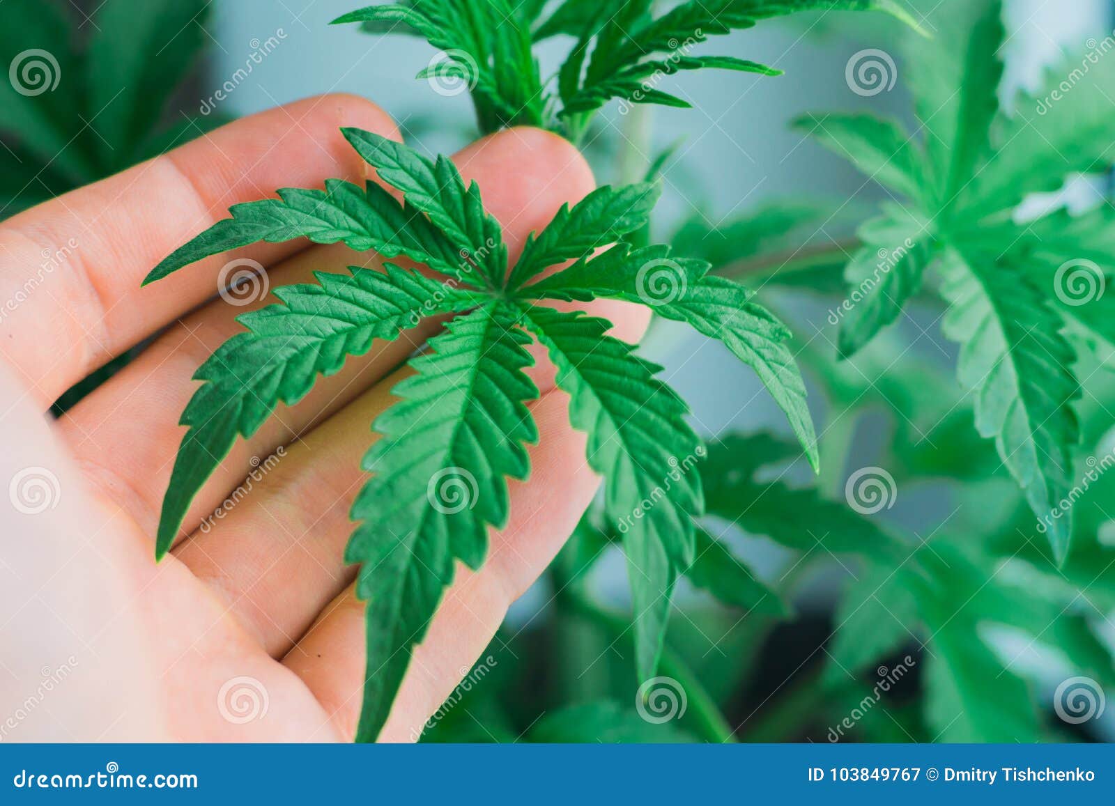 фото конопли марихуаны