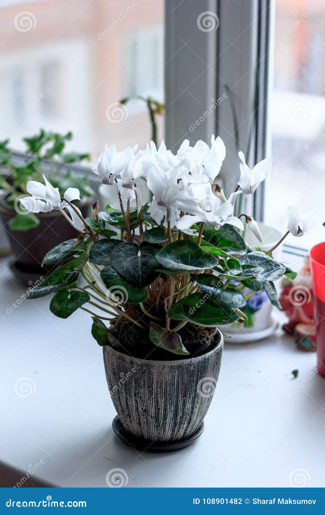 Белые цветы в горшке дом букет