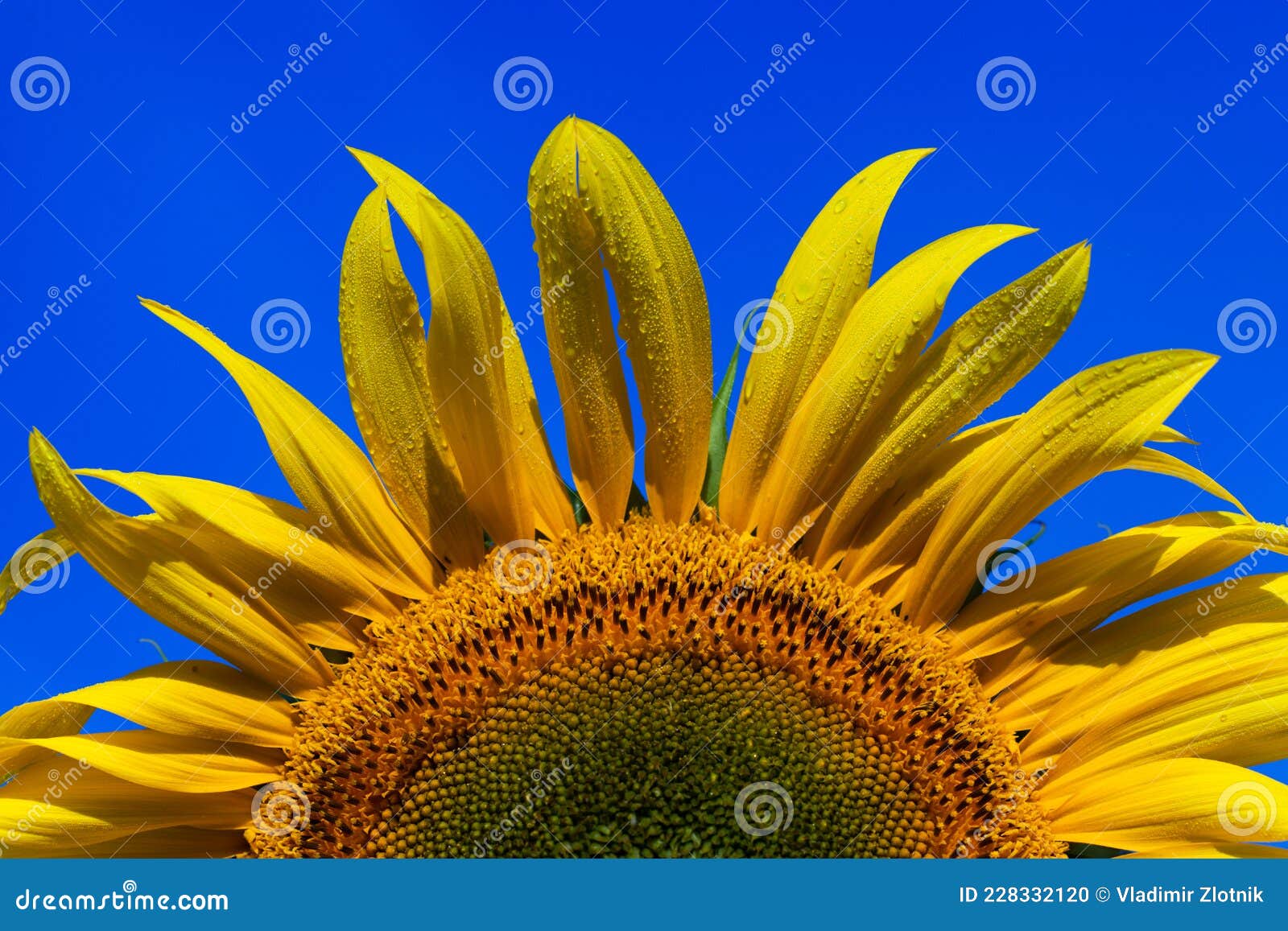 Подсолнух Цветет Фото — New-Freepik.Ru