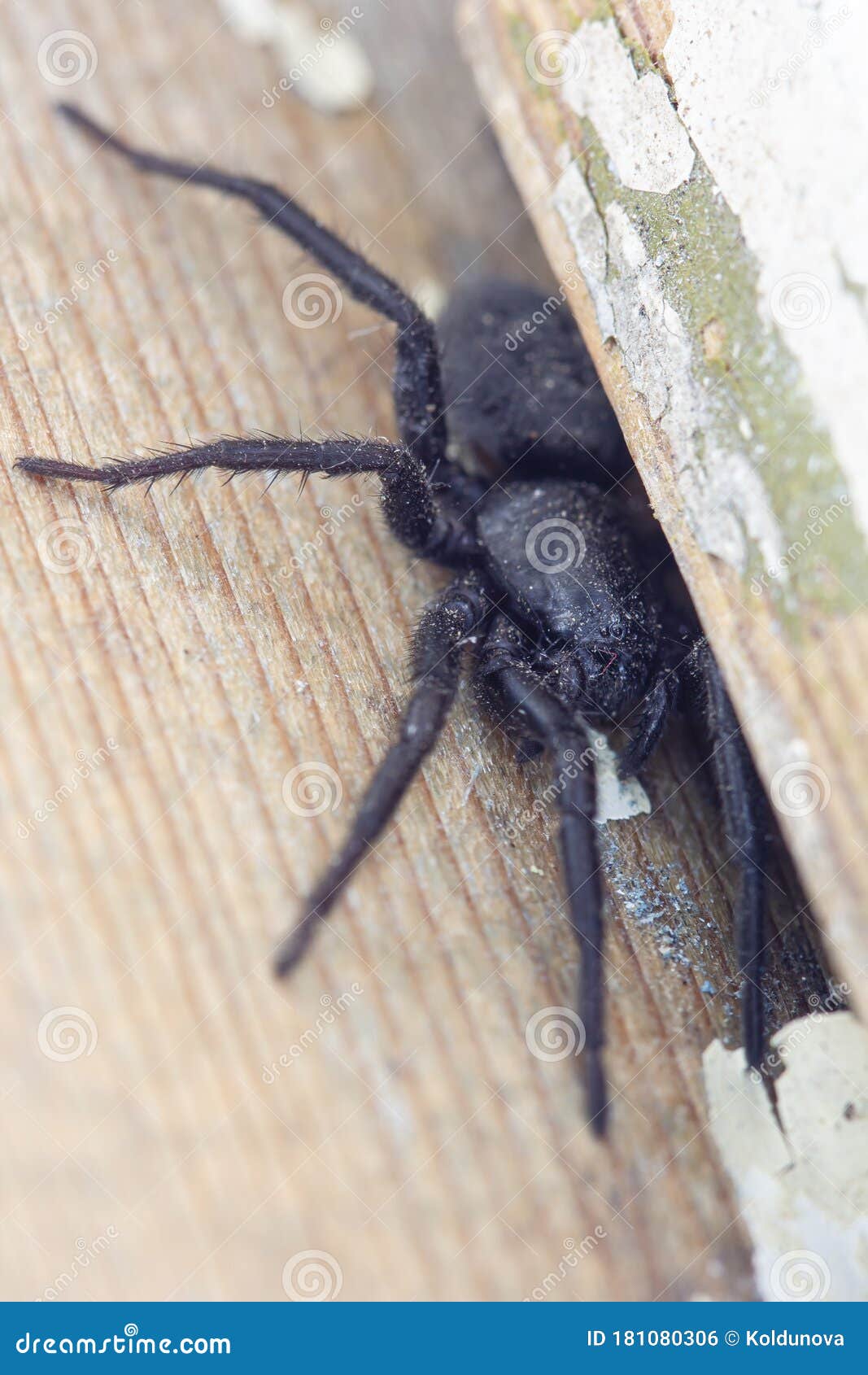 Виды домашних пауков, в том числе черные и серые пауки