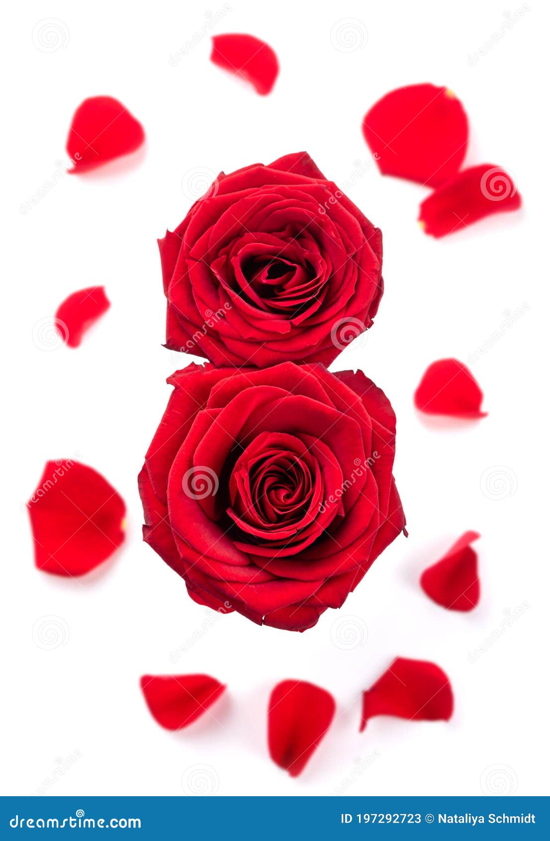 Хлопушка с красными лепестками роз