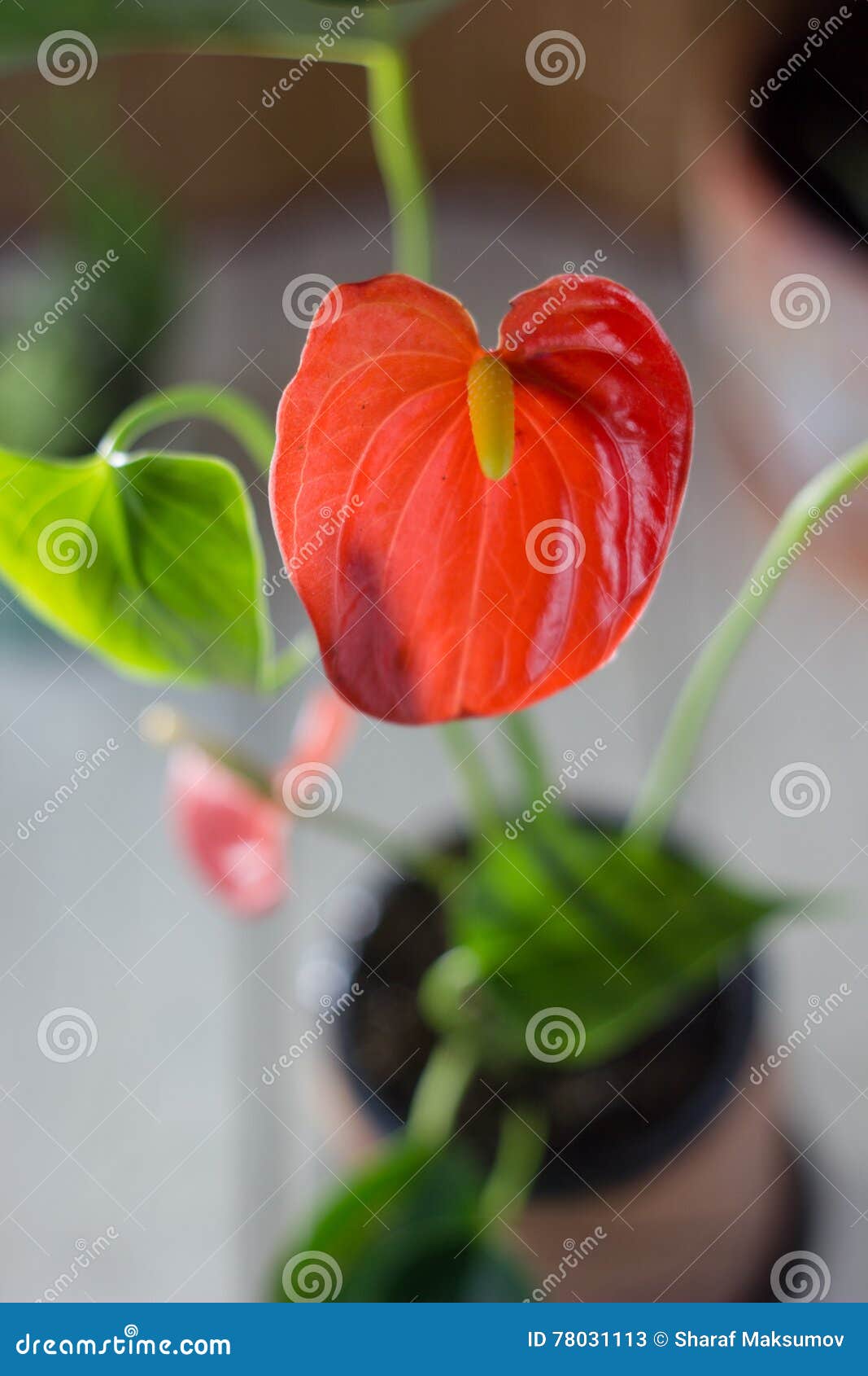 Красный антуриум известный как Tailflower, цветок фламинго и Laceleaf ...