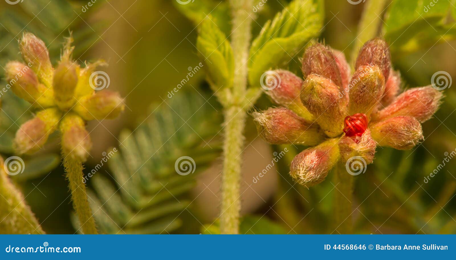Красный цветок сыпни пера при гениальные красные черенок начиная появиться. Самые предыдущие этапы крошечного красного цветка цветка сыпни пера зацветают