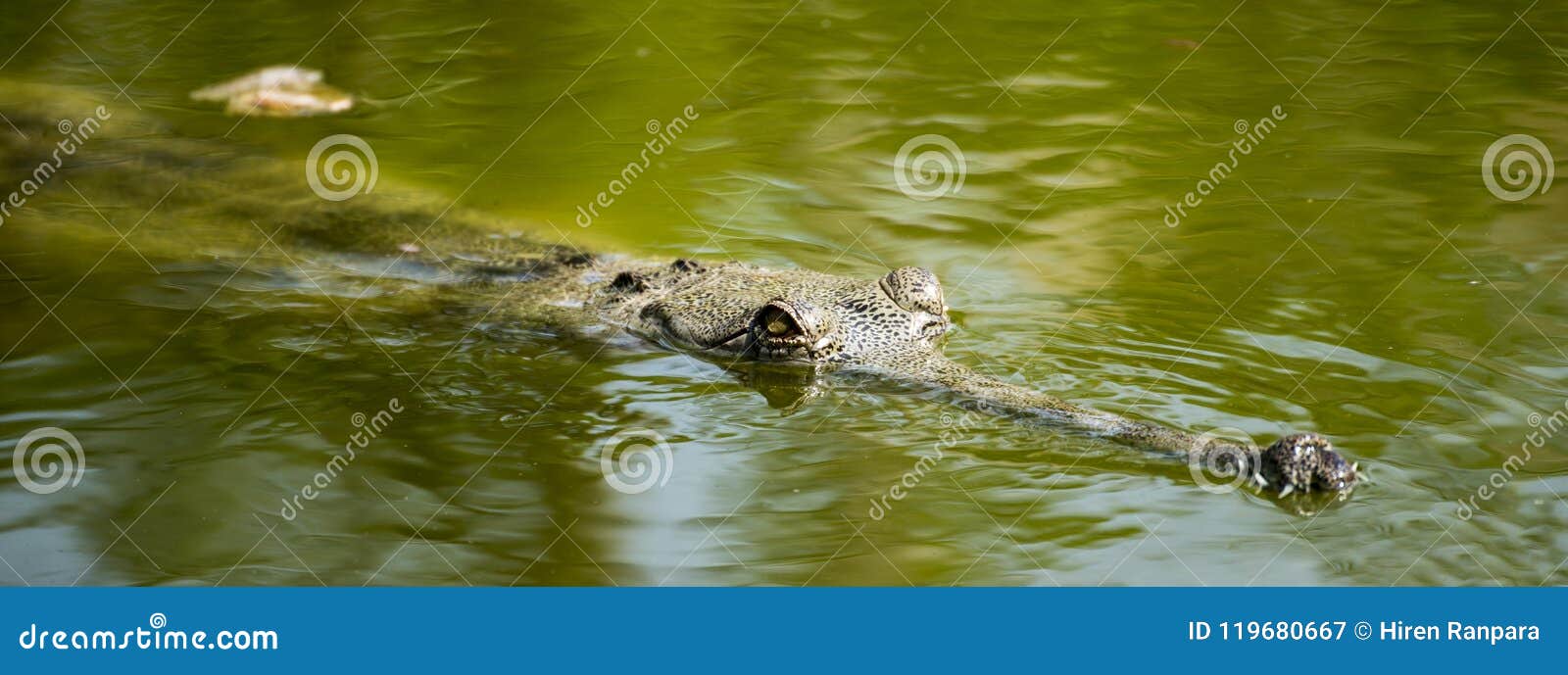 Крокодил Gharial в воде в Rajkot, Индии. Gharial gangeticus Gavialis, также известное как крокодил gavial или рыб-еды, crocodilian в Gavialidae семьи, и родное к северной области индийского субконтинента