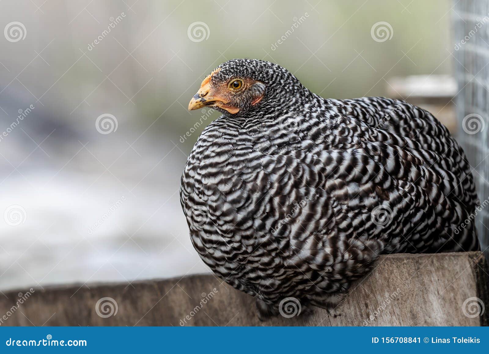 фото курицы серой