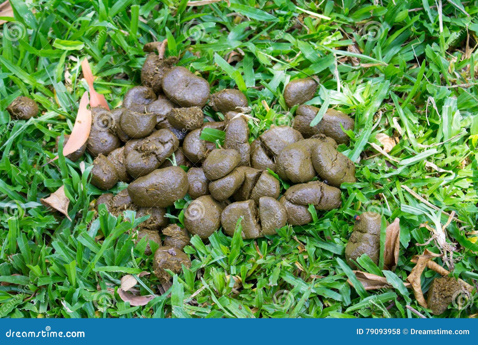 Куча свежего позема лошади на зеленой траве Стоковое Фото - изображение ...