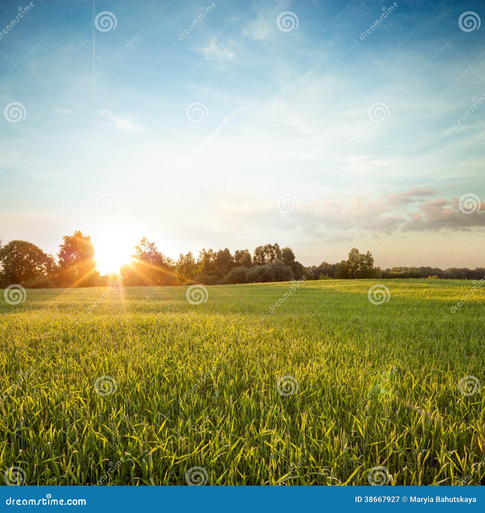 Ландшафт лета с зеленым полем на заходе солнца. Поле лета зеленое на предпосылке красивого захода солнца. Скопируйте космос.