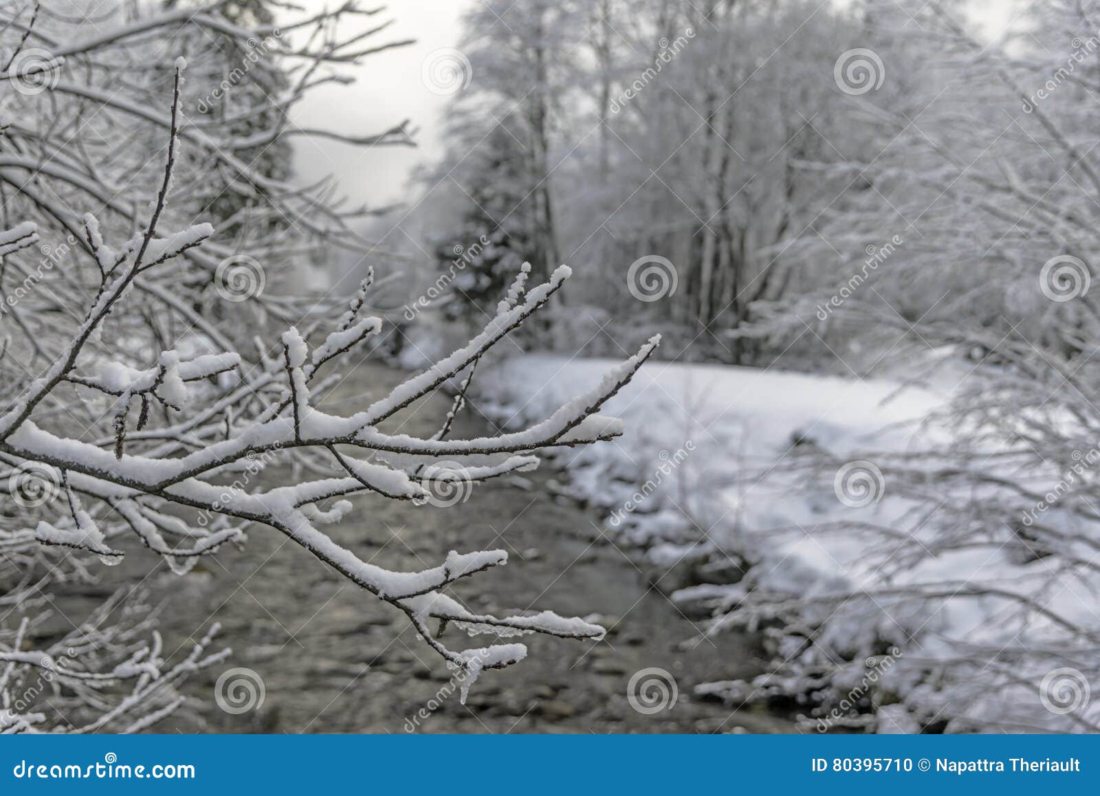 Ландшафт зимы деревянный, белый лес с снегом
