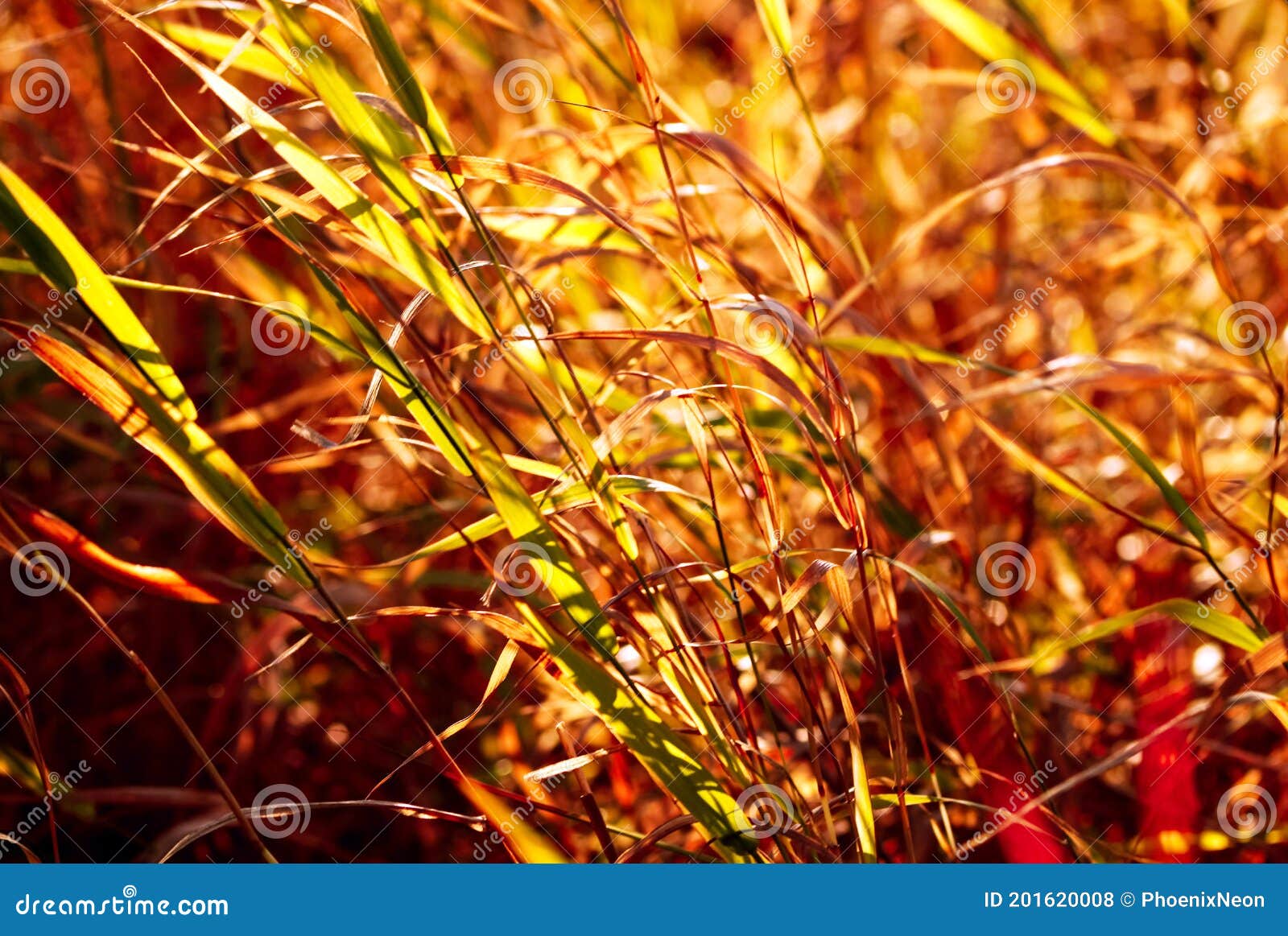 Ландшафт луга осени заката. Стоковое Фото - изображение насчитывающей ...