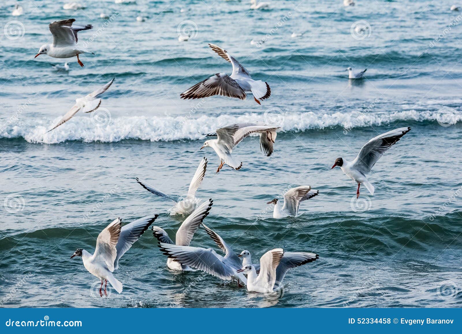 Лебеди и другие водоплавающие птицы на море. Чайки моря лебедей птиц мочат небо лебедя одичалое