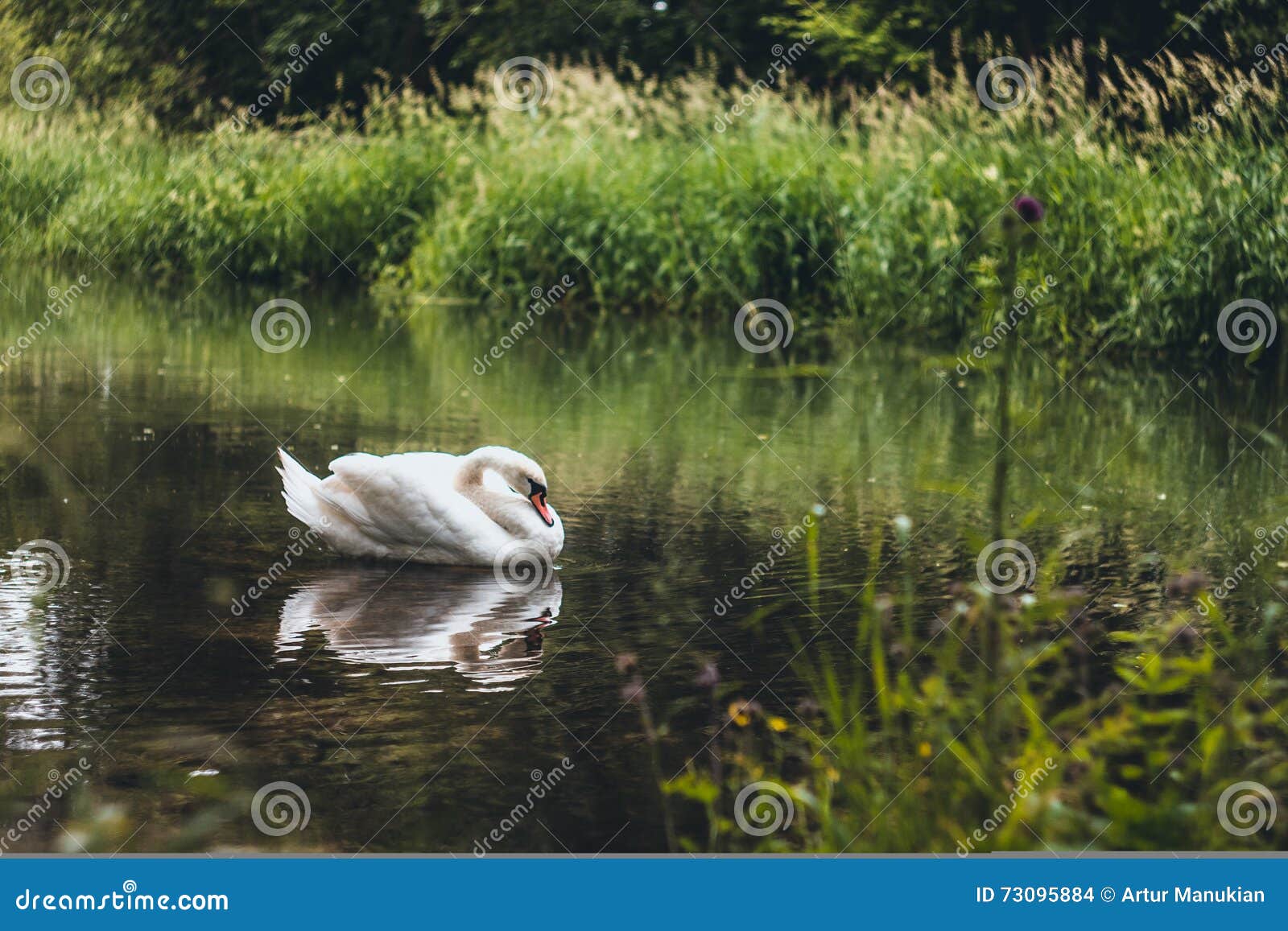 Лебедь в природе. Лебедь плавает на живописное реку