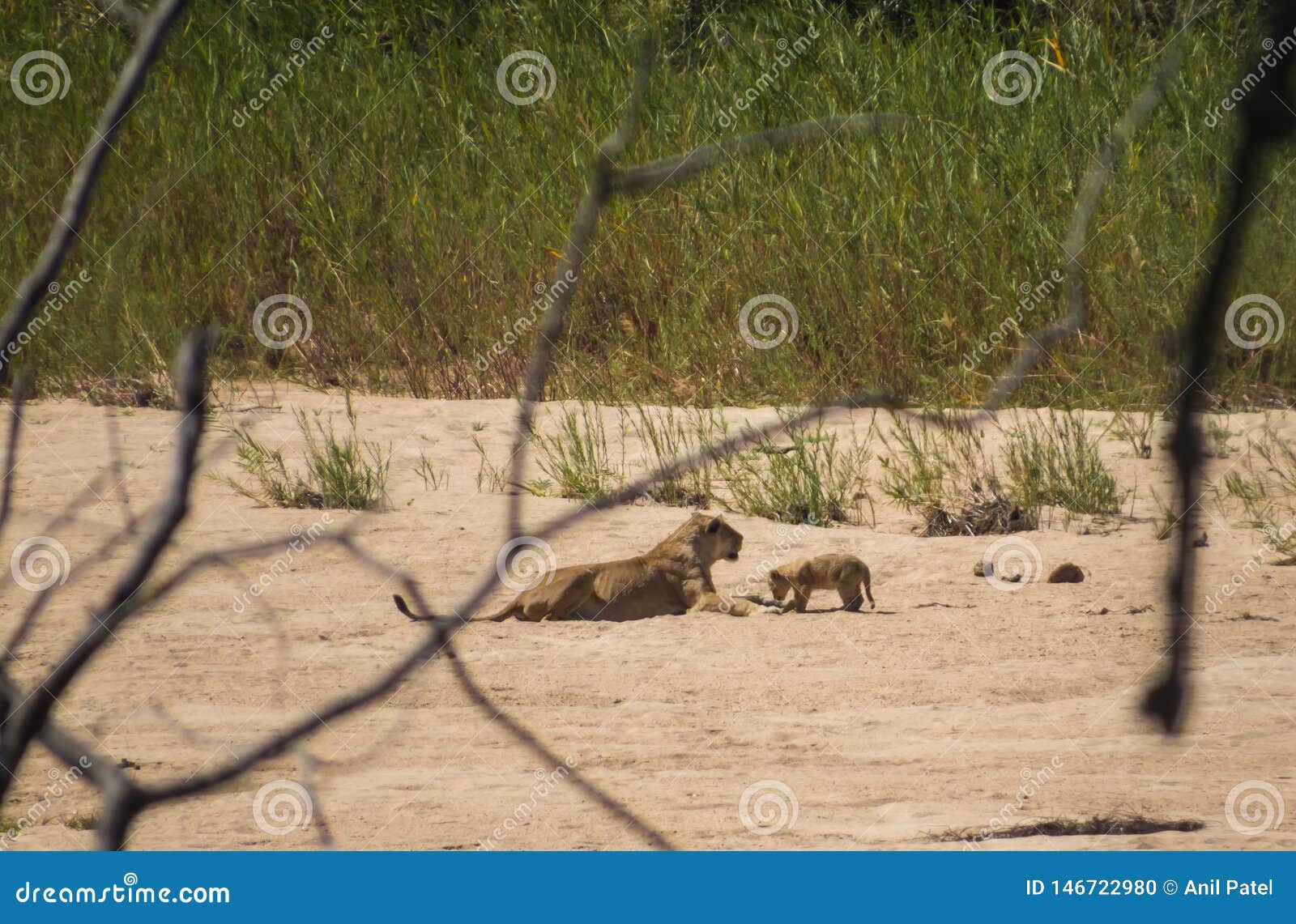 Лев Cub и львица в национальном парке Kruger. Лев Cub и львица в сухом русле реки в национальном парке Kruger